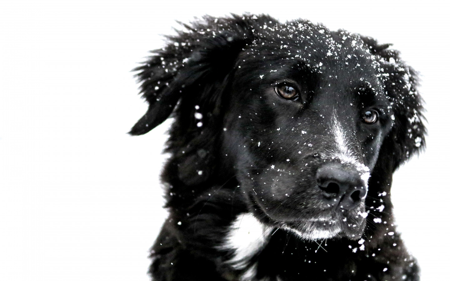 Snowing over the cute dog wallpaper 1440x900