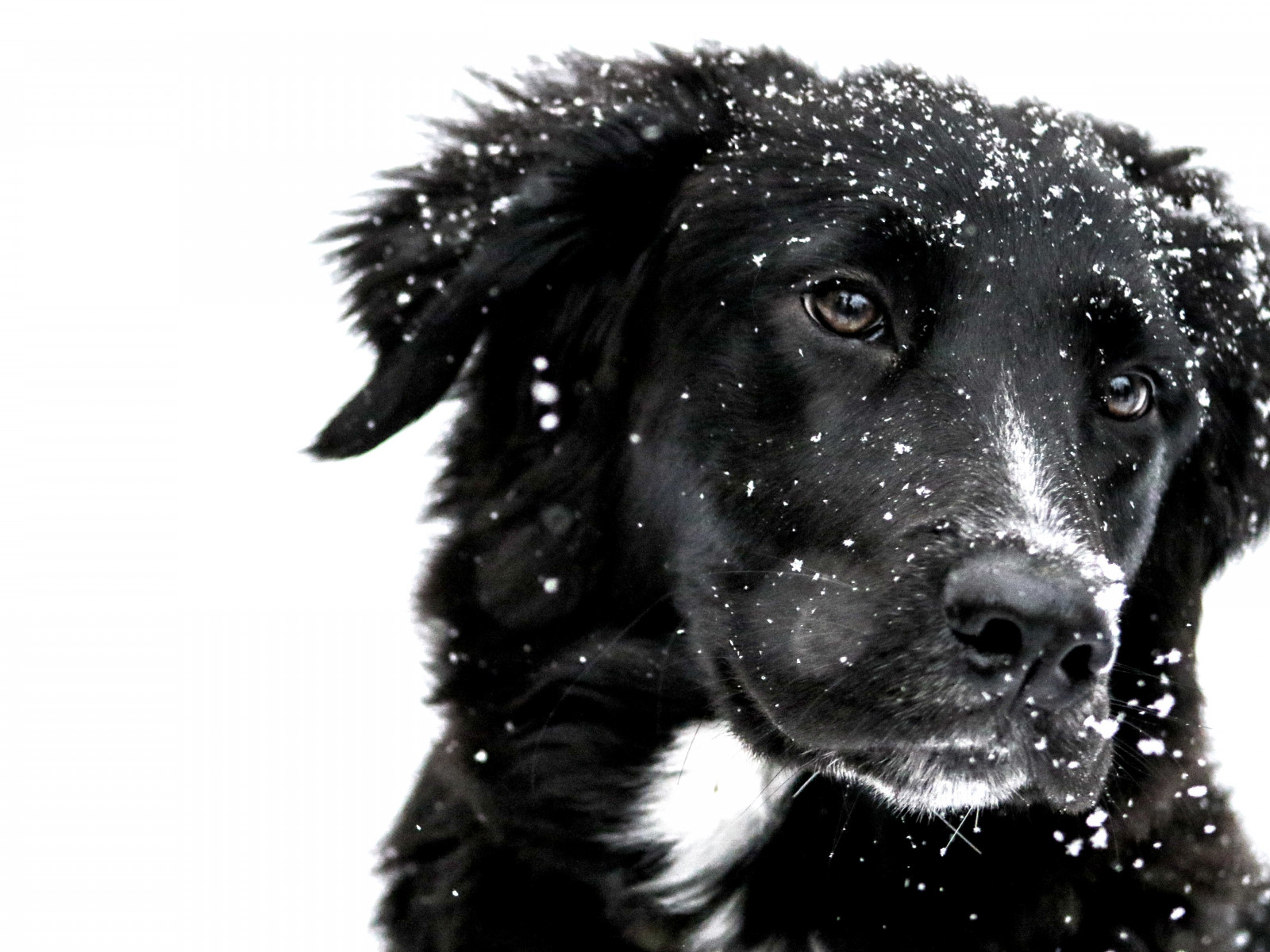 Snowing over the cute dog wallpaper 1600x1200