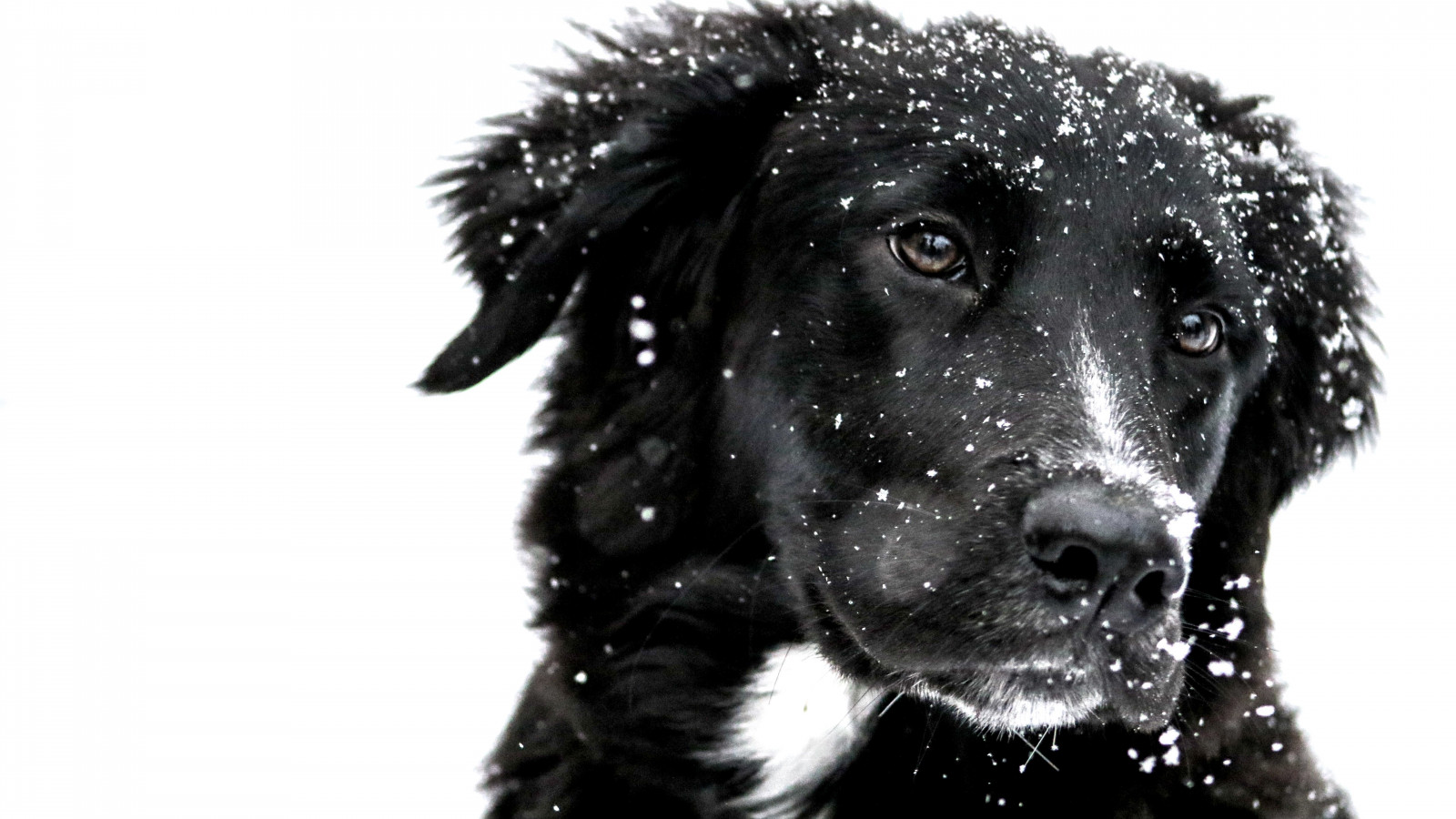 Snowing over the cute dog wallpaper 1600x900