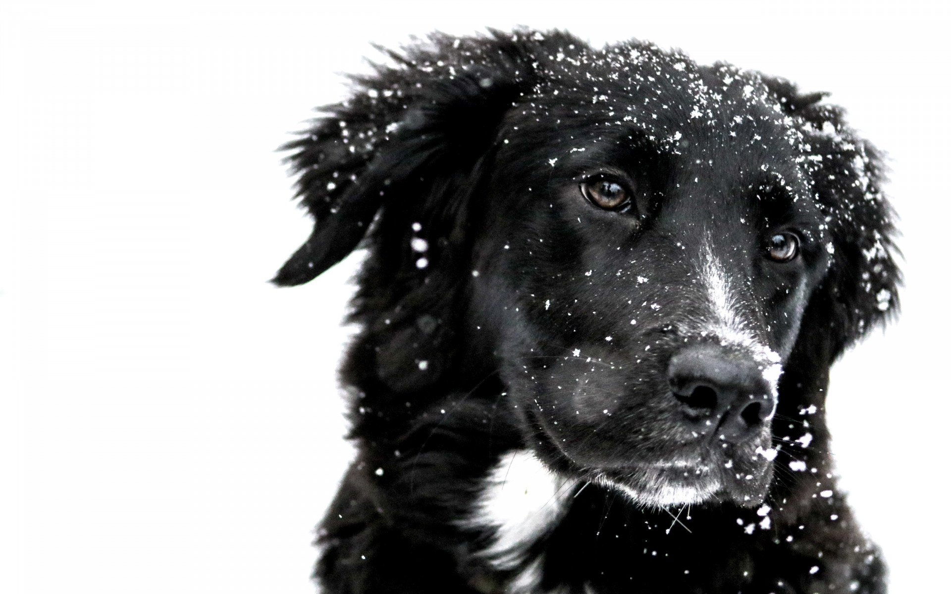 Snowing over the cute dog wallpaper 1920x1200