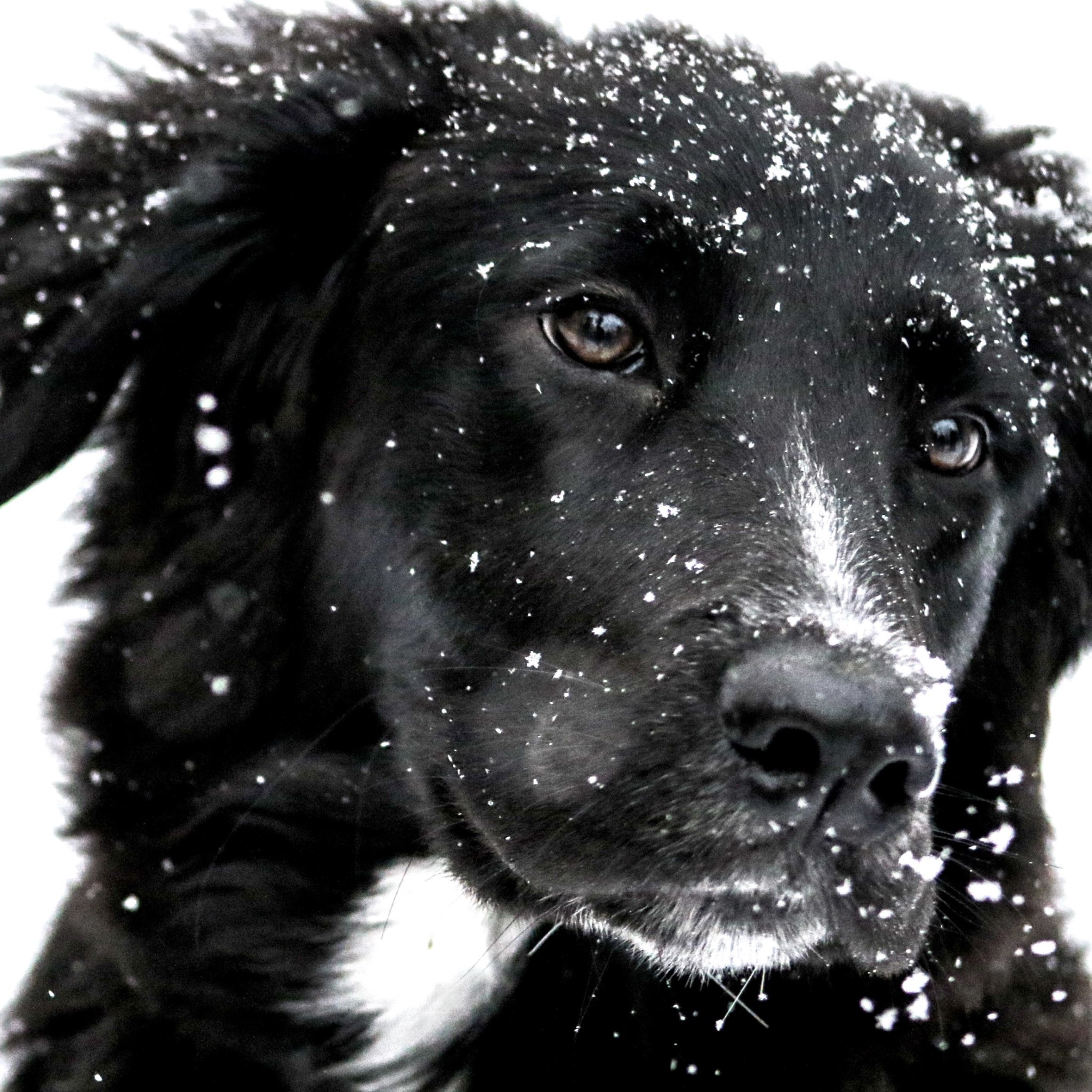Snowing over the cute dog wallpaper 2048x2048