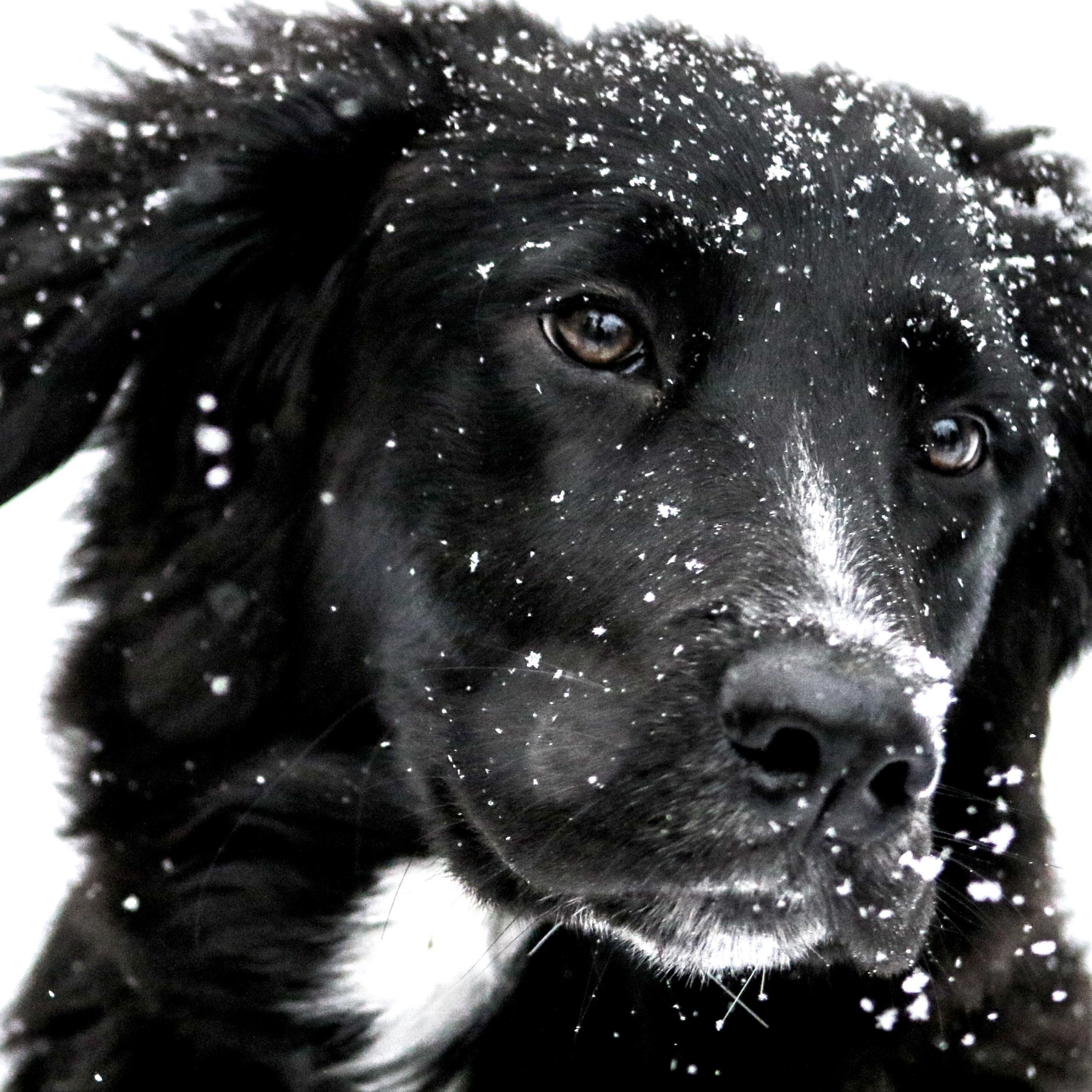 Snowing over the cute dog wallpaper 2224x2224