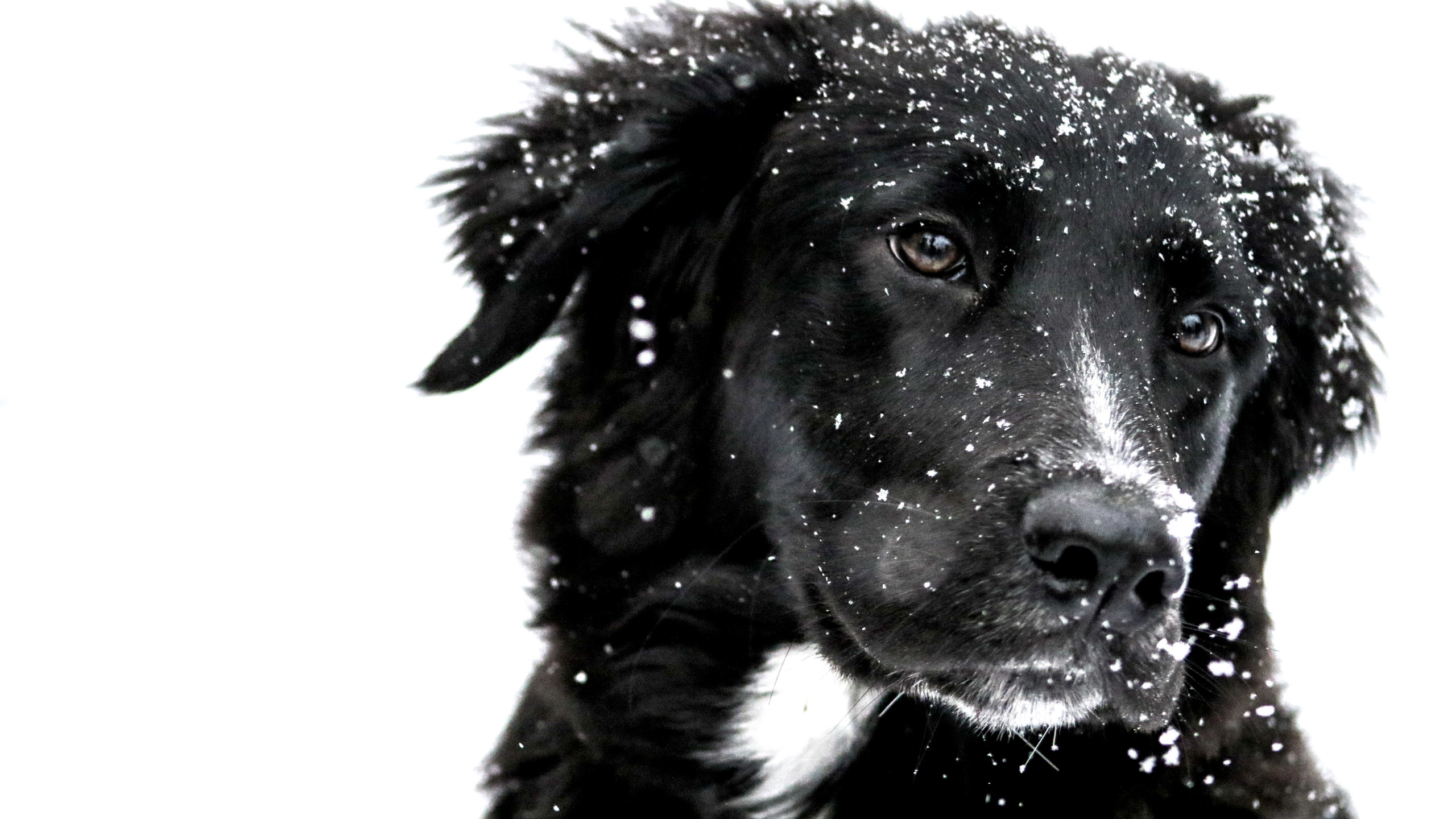 Snowing over the cute dog wallpaper 2560x1440
