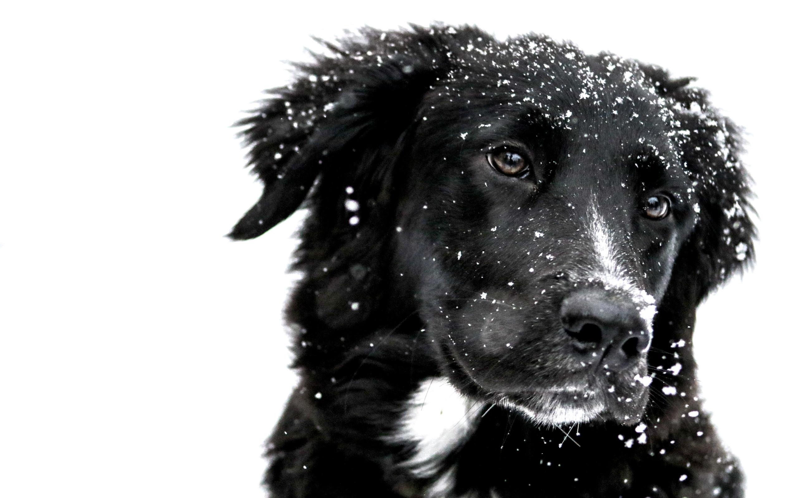 Snowing over the cute dog wallpaper 2560x1600