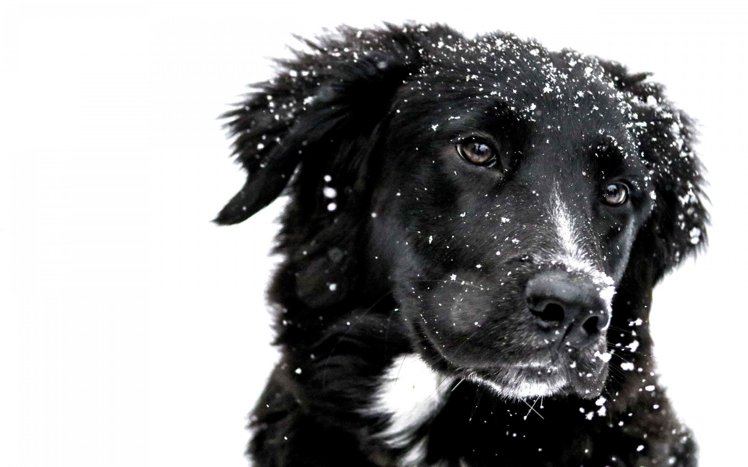 Snowing over the cute dog wallpaper 2880x1800