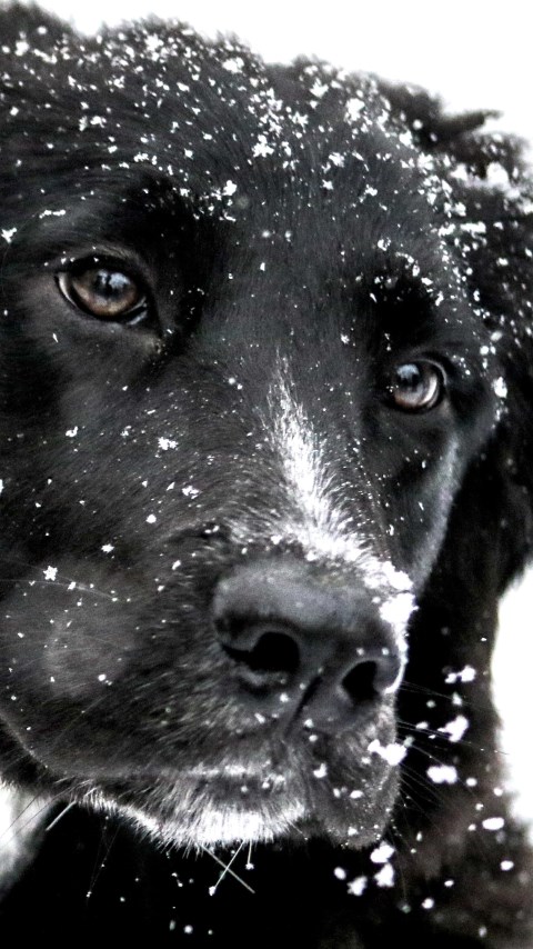 Snowing over the cute dog wallpaper 480x854