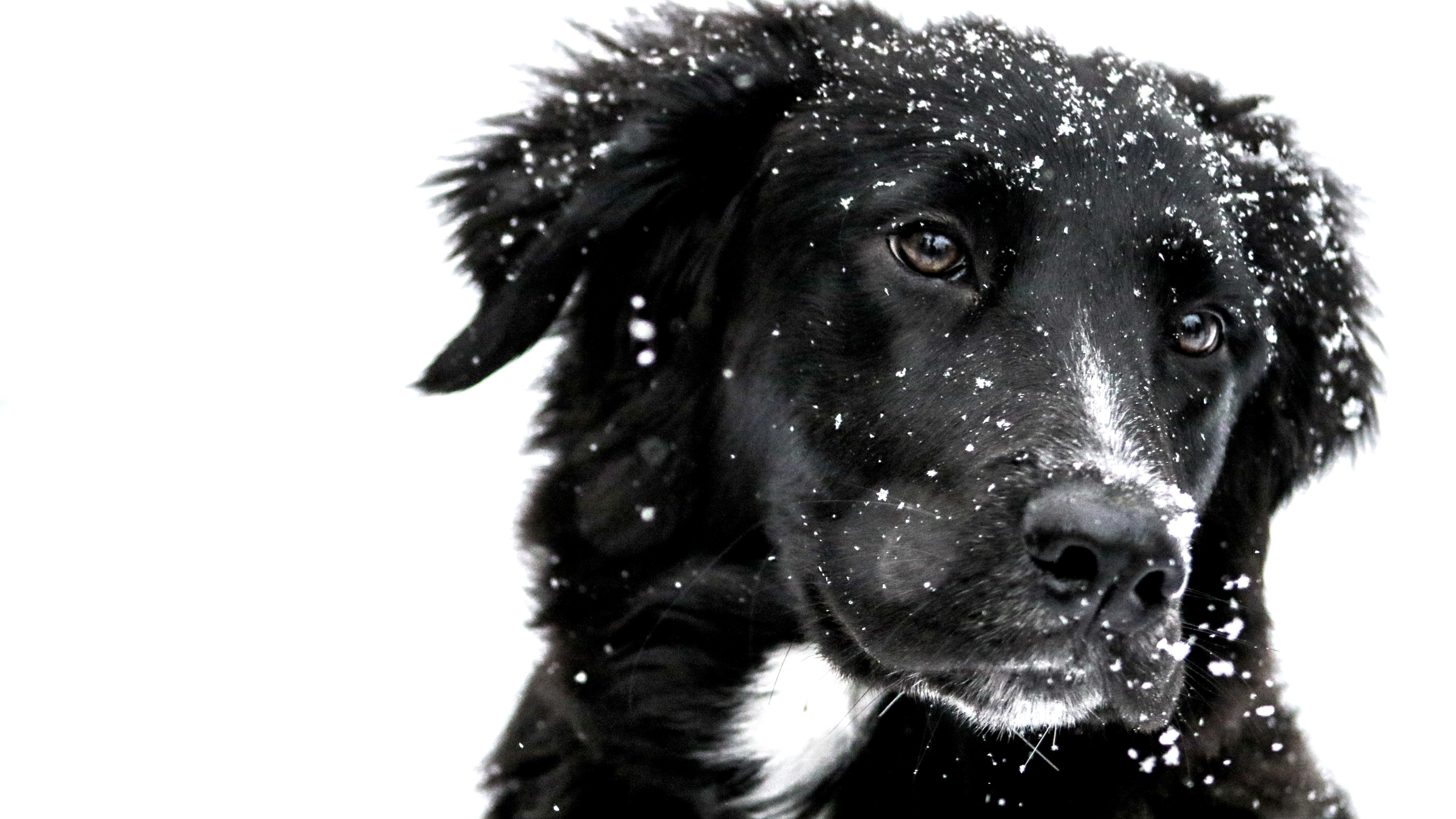 Snowing over the cute dog wallpaper 5120x2880