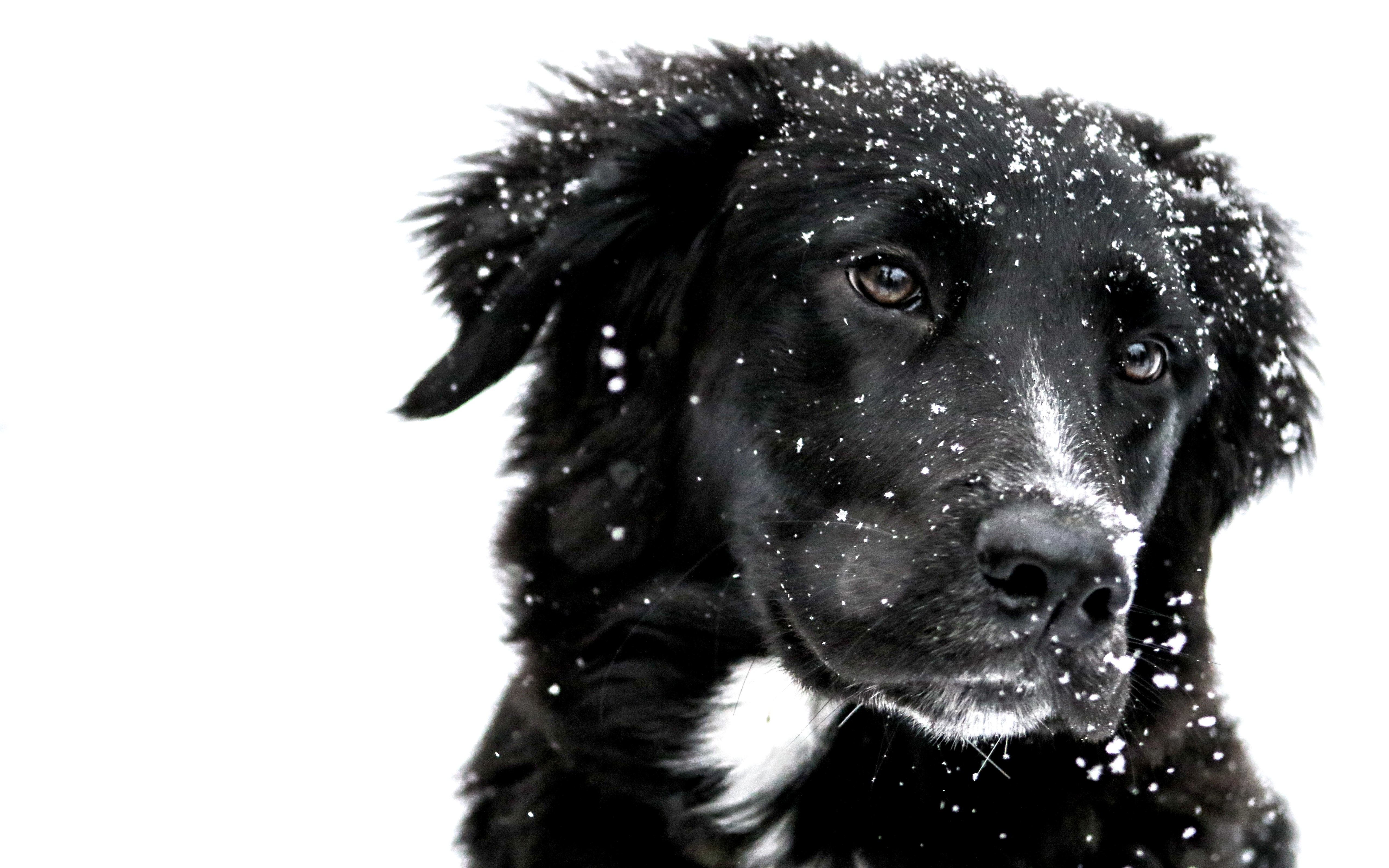 Snowing over the cute dog wallpaper 5120x3200