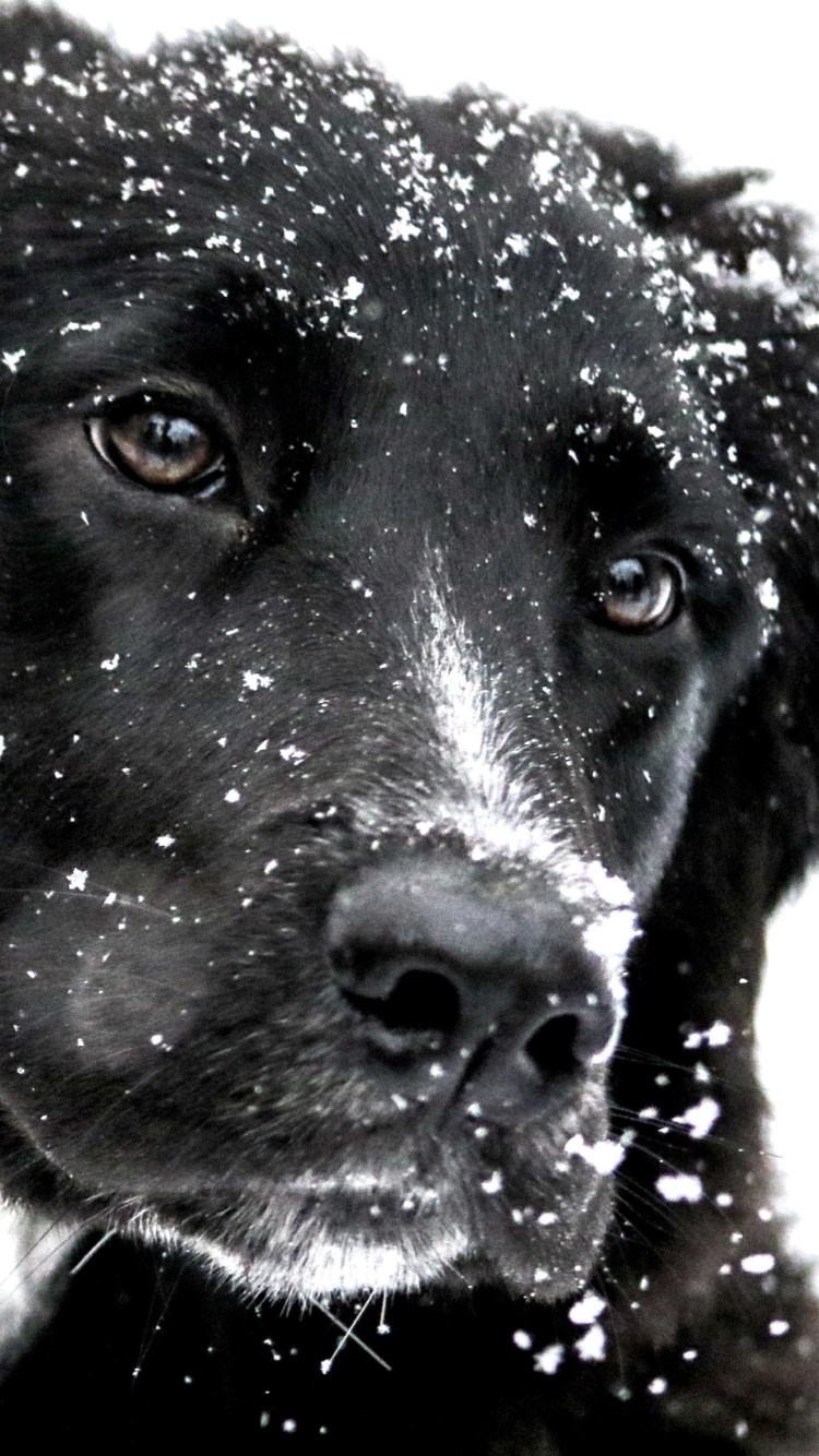Snowing over the cute dog wallpaper 750x1334