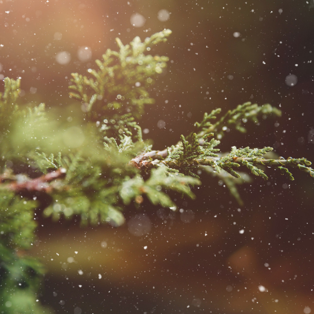 Snowflakes over the pine branch wallpaper 1024x1024