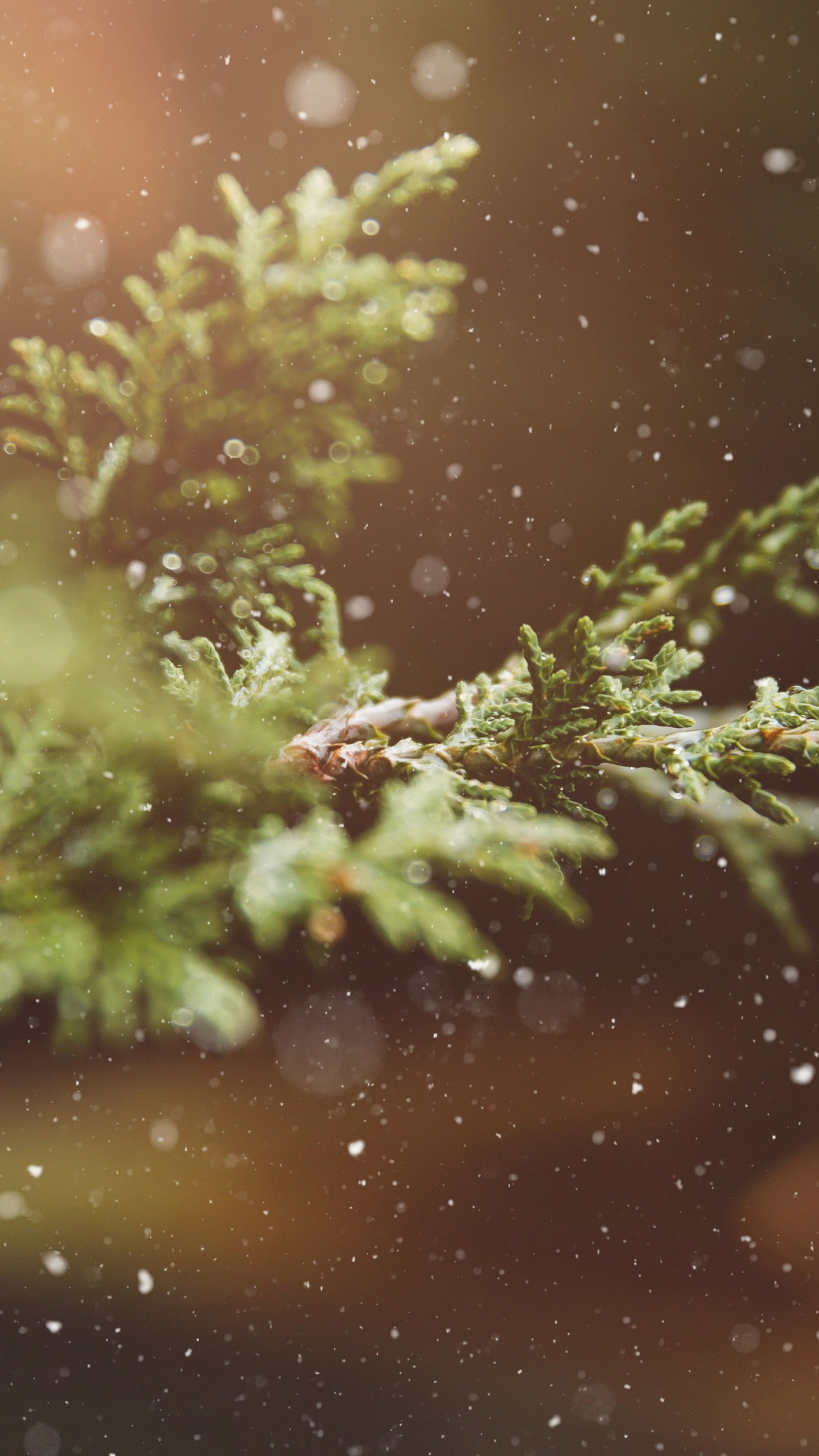 Snowflakes over the pine branch wallpaper 1242x2208