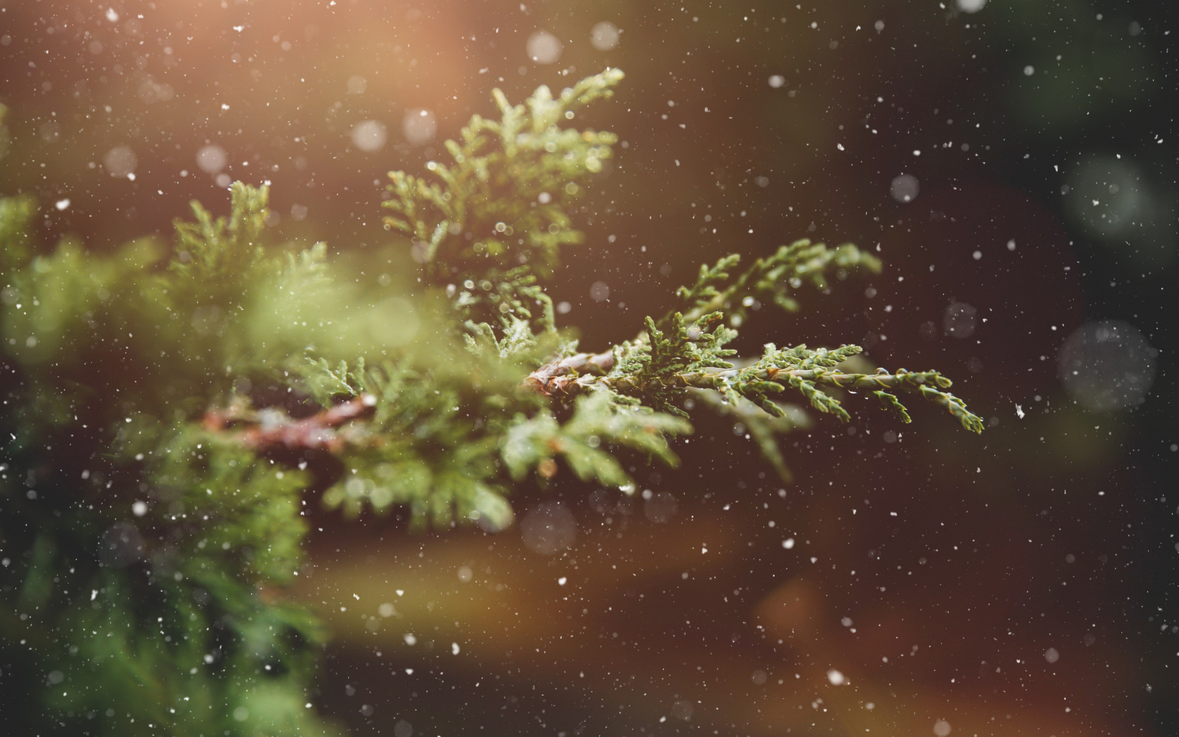 Snowflakes over the pine branch wallpaper 1680x1050