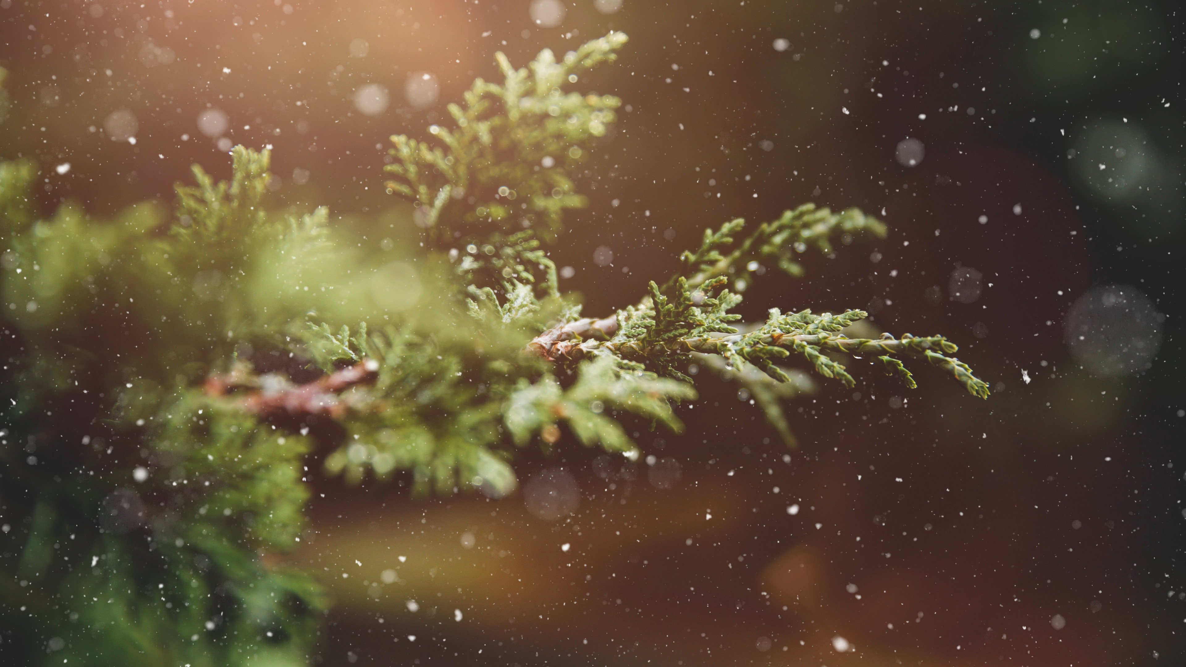 Snowflakes over the pine branch wallpaper 3840x2160