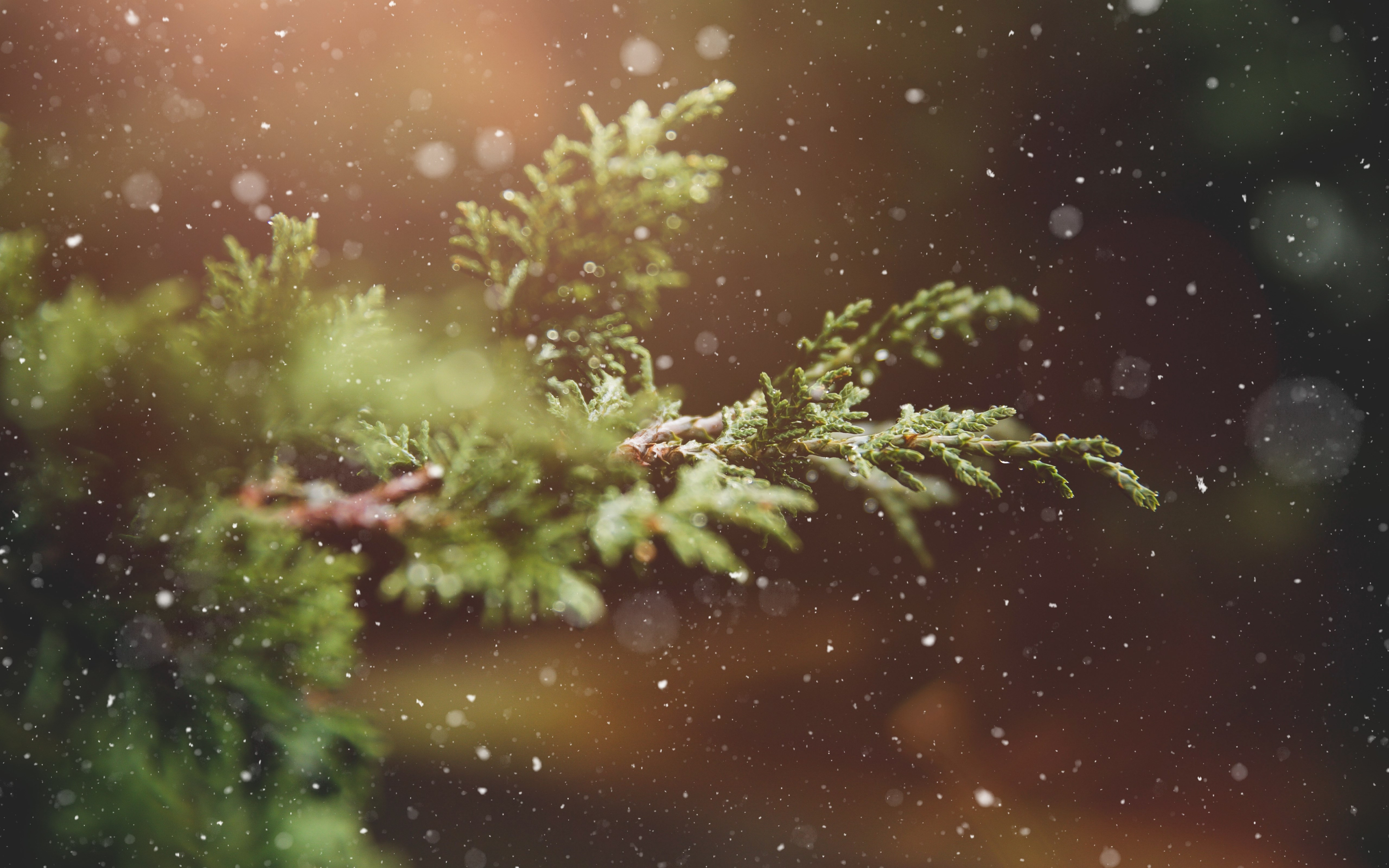 Snowflakes over the pine branch wallpaper 5120x3200