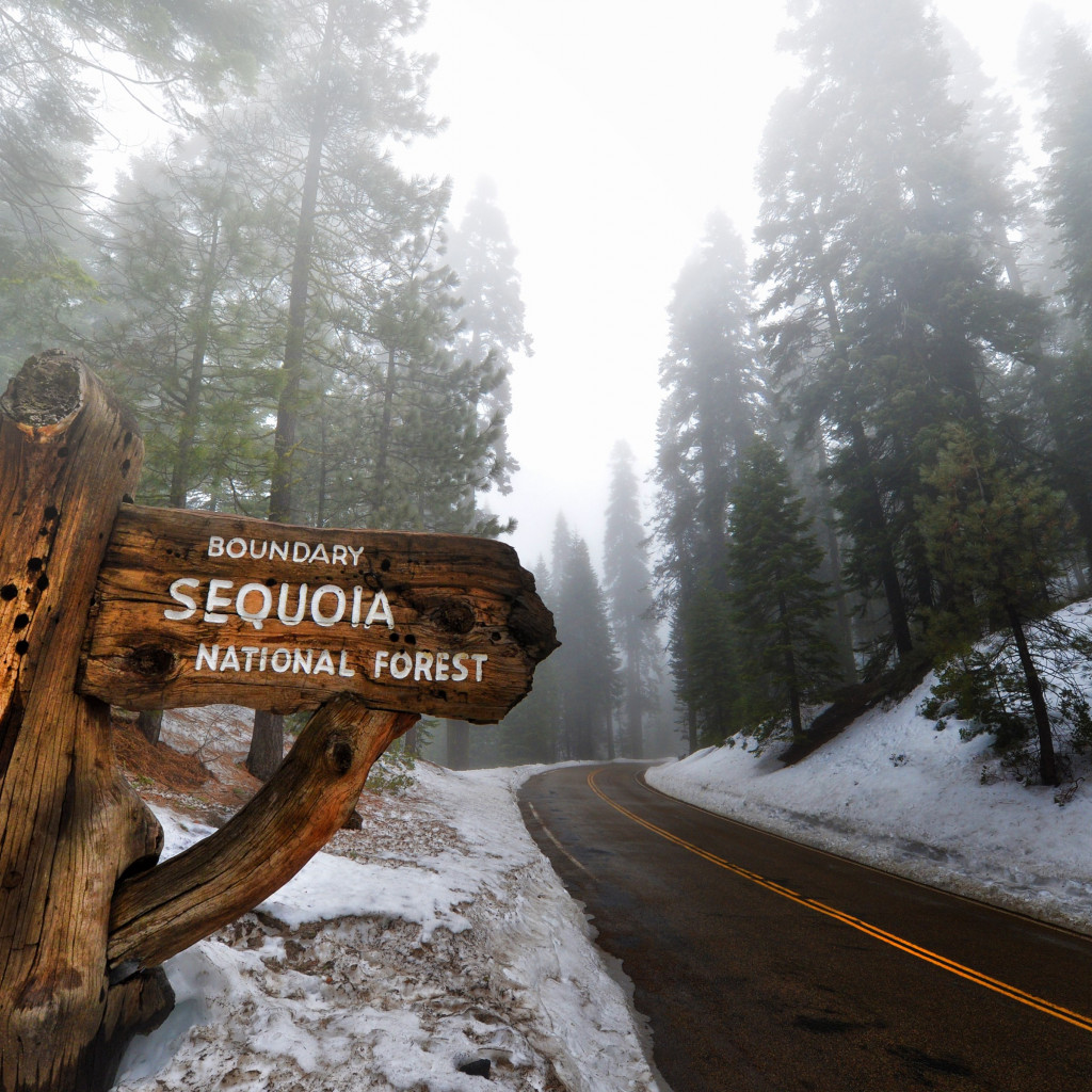 Sequoia National Park wallpaper 1024x1024