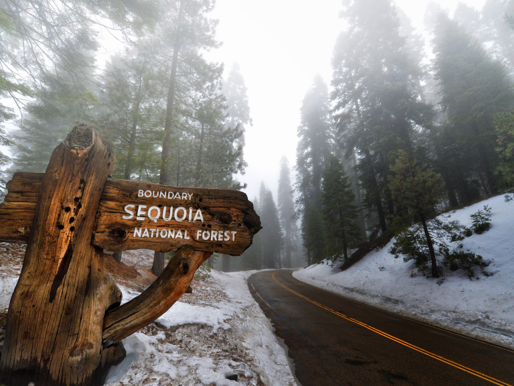 Sequoia National Park wallpaper 1024x768