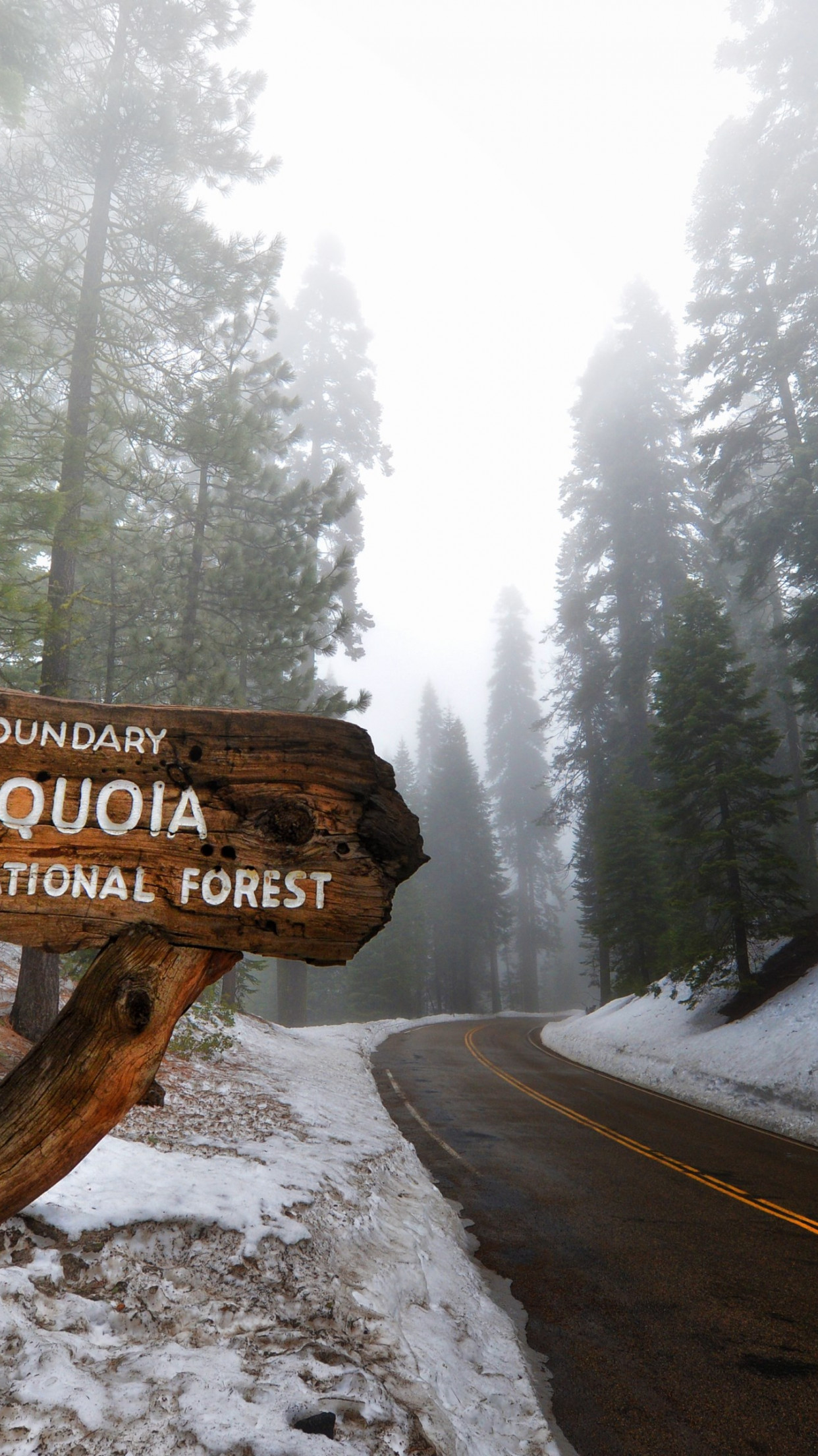 Sequoia National Park wallpaper 1242x2208