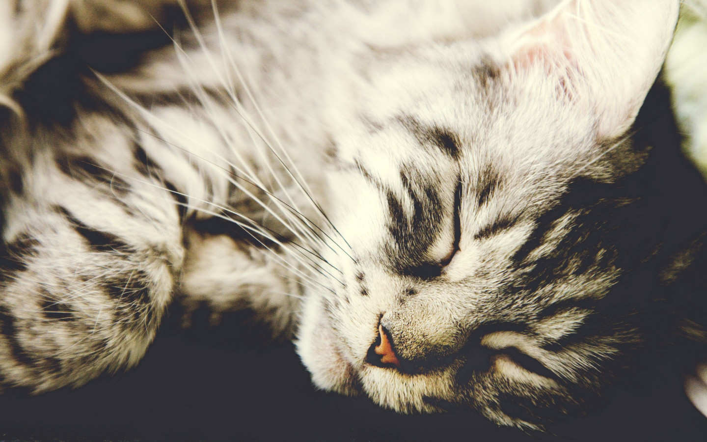 Sleeping kitten wallpaper 1440x900