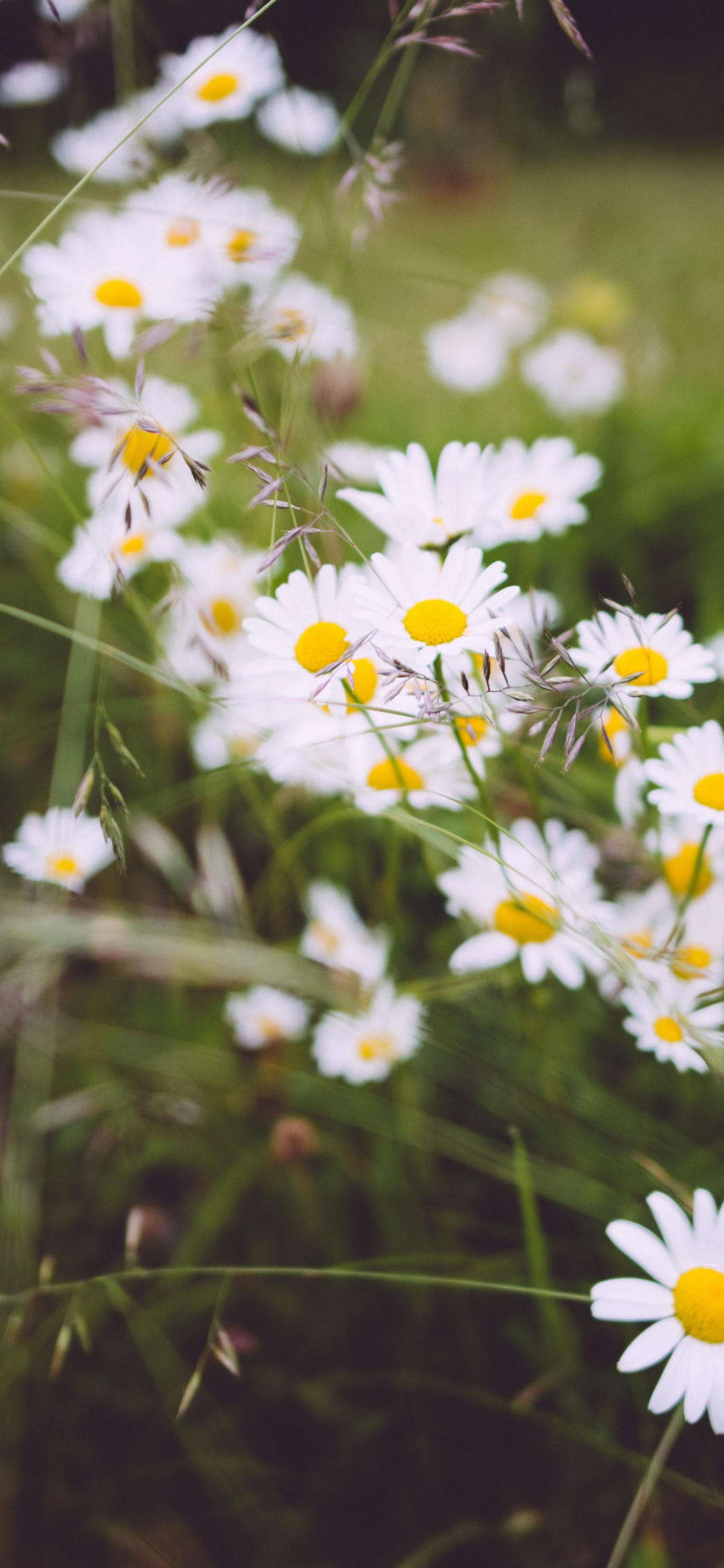 Wild flowers wallpaper 1125x2436