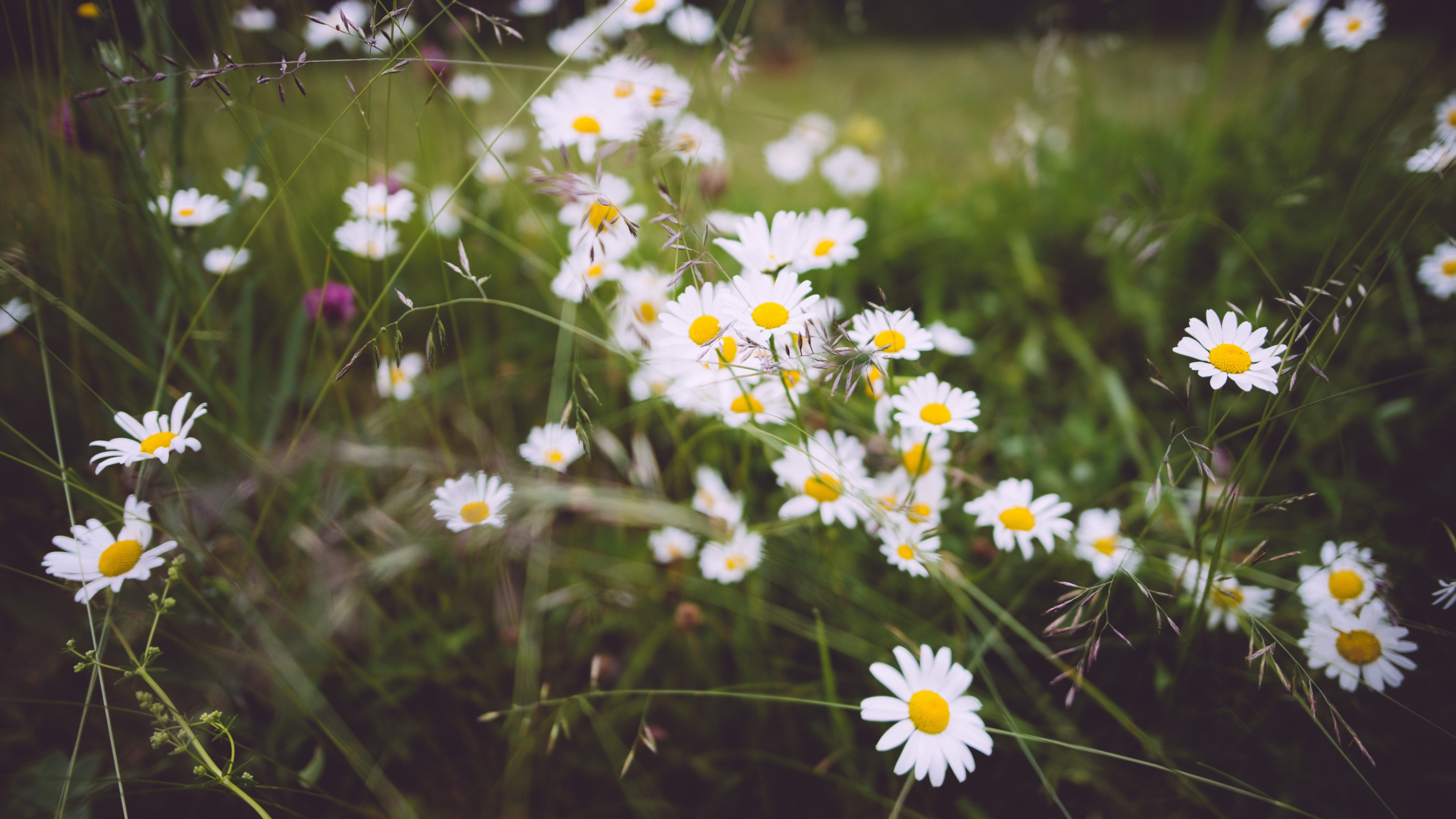 Wild flowers wallpaper 3840x2160