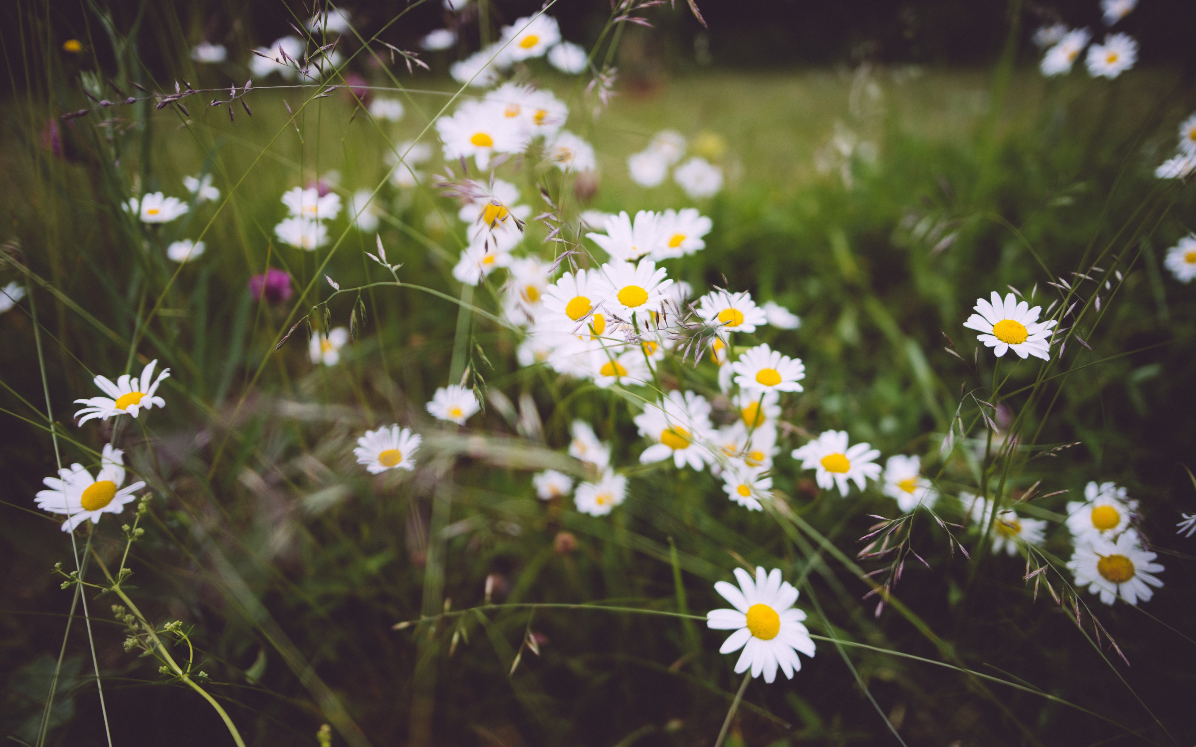 Wild flowers wallpaper 3840x2400