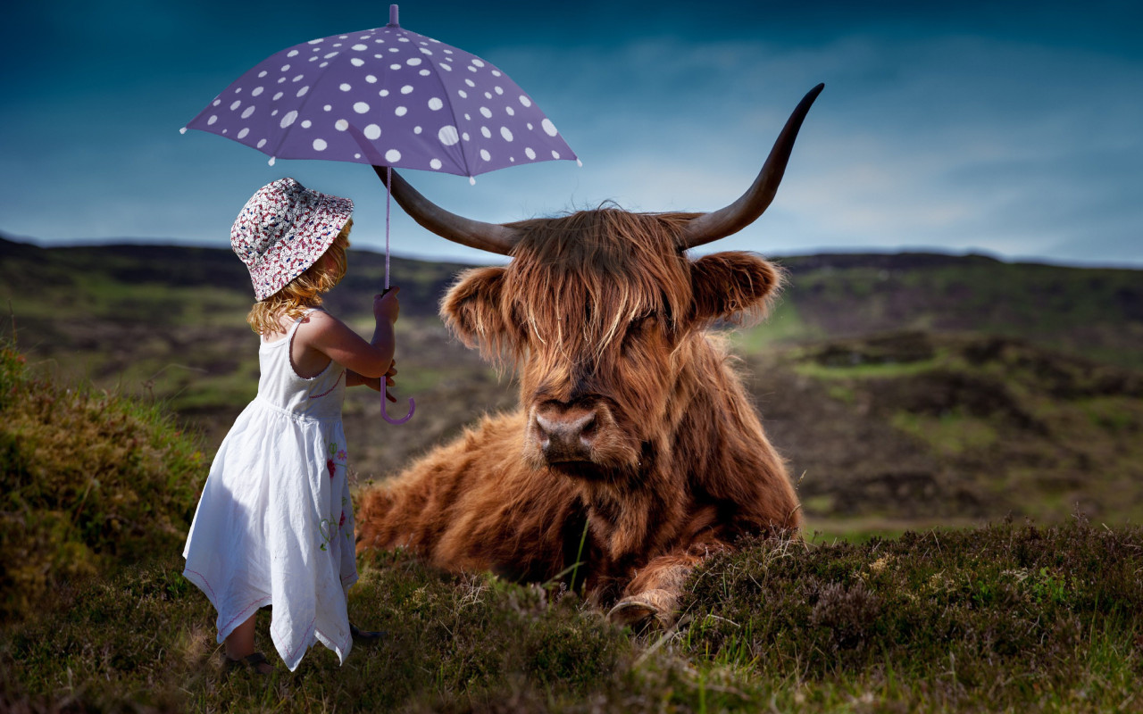Child with the umbrella and the funny cow wallpaper 1280x800