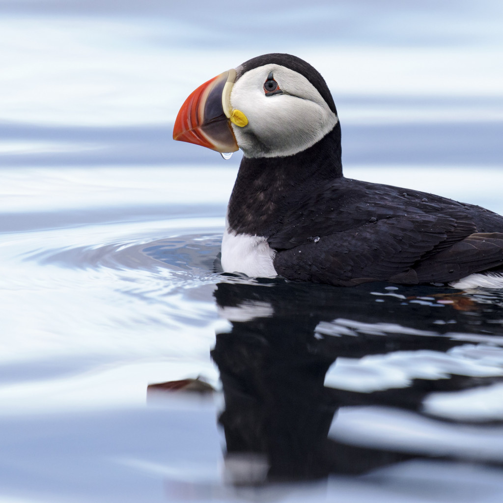 Puffin in Svalbard wallpaper 1024x1024