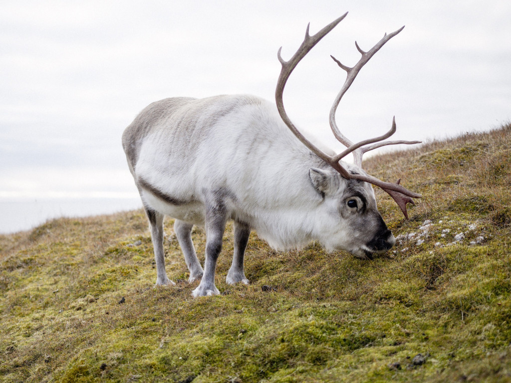 Reindeer wallpaper 1024x768