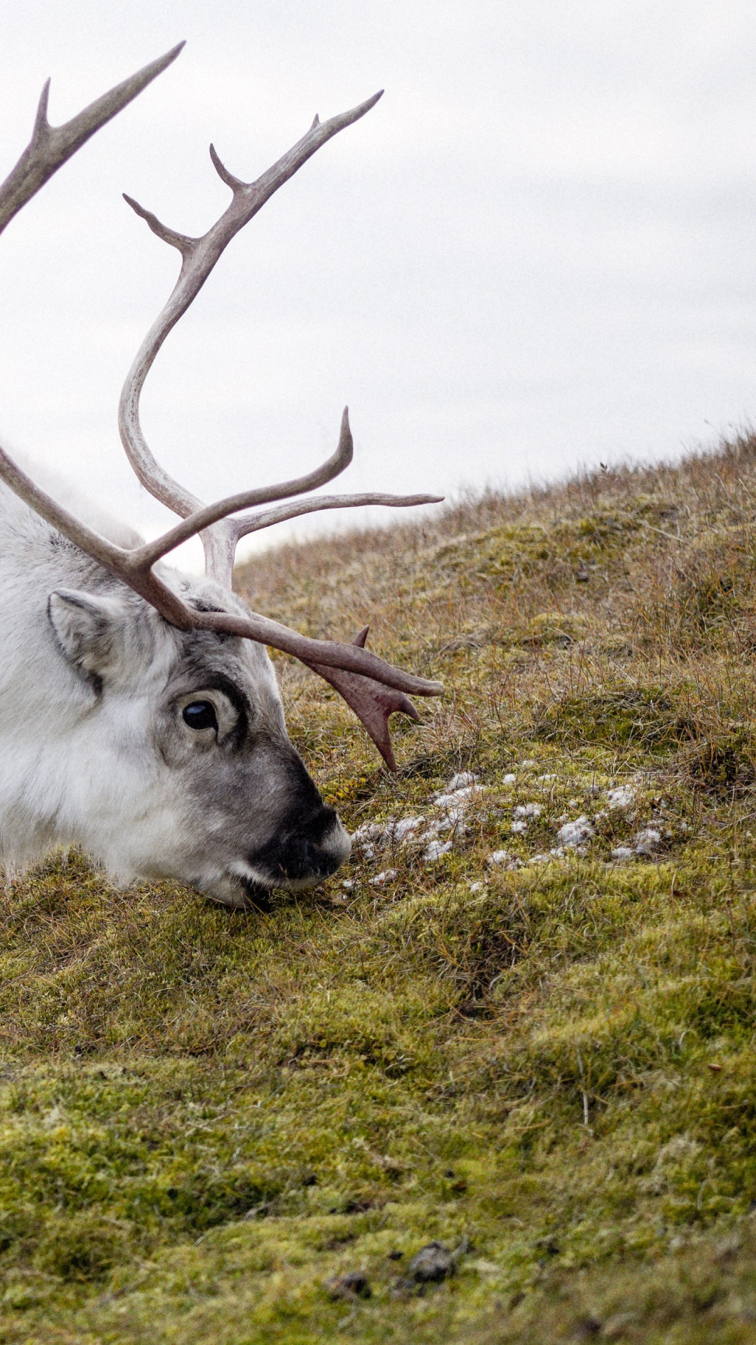 Reindeer wallpaper 1080x1920