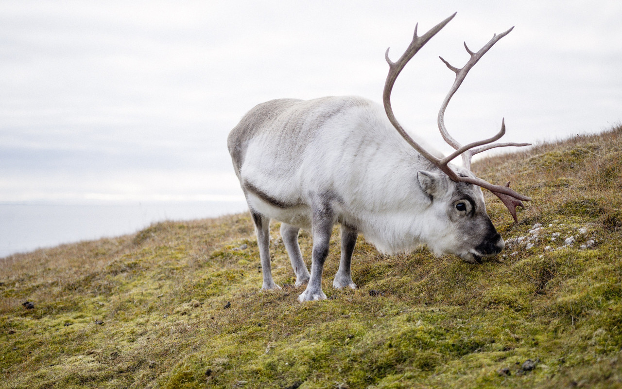 Reindeer wallpaper 1280x800