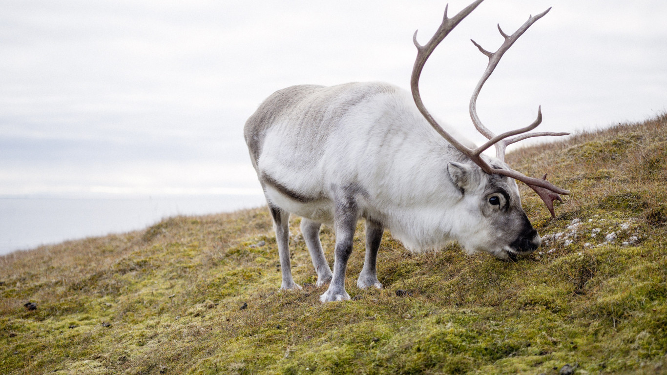Reindeer wallpaper 1366x768