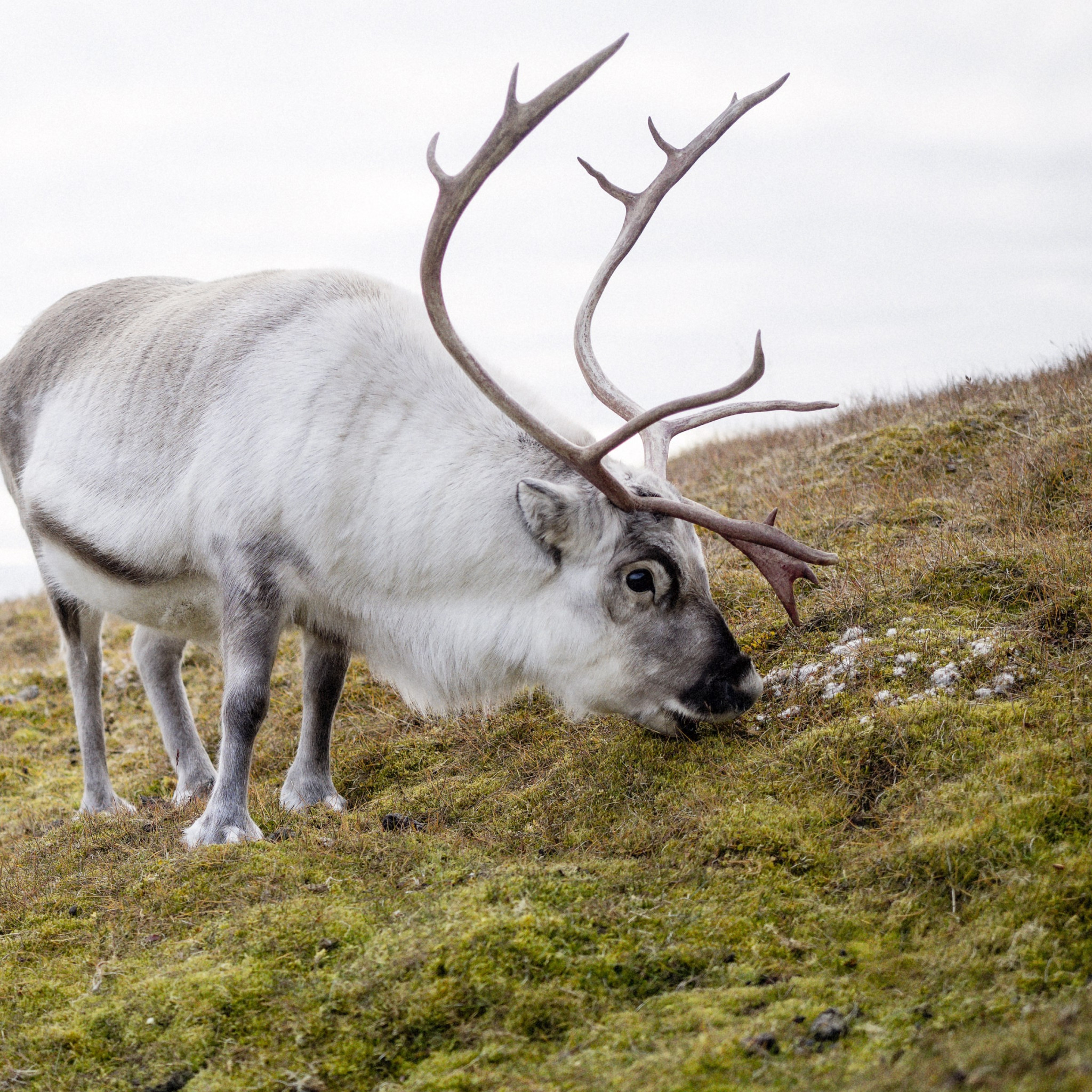 Reindeer wallpaper 2048x2048
