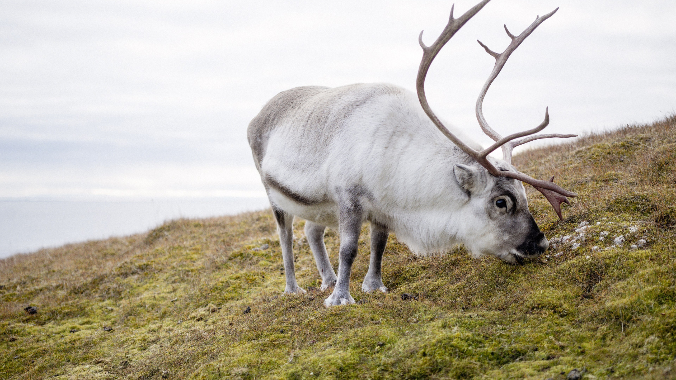 Reindeer wallpaper 2560x1440