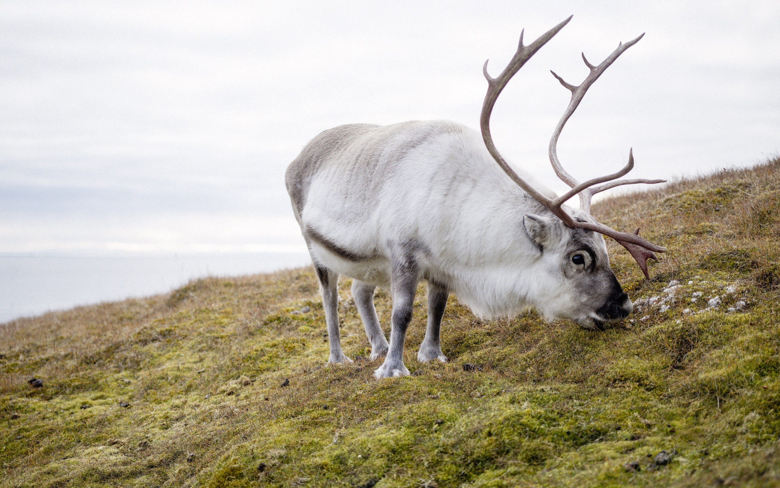 Reindeer wallpaper 2560x1600