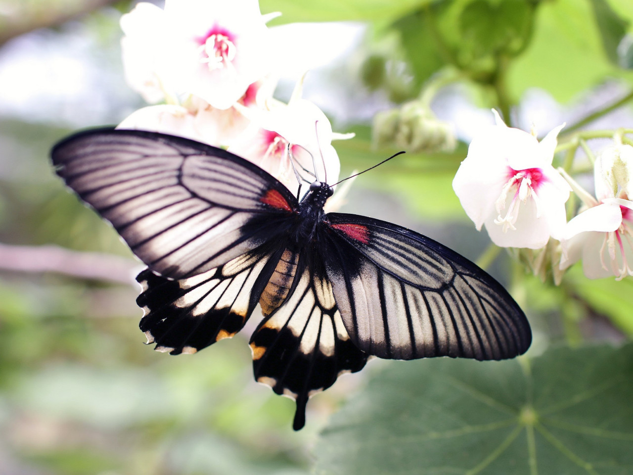 Butterfly on a white flowers wallpaper 1280x960