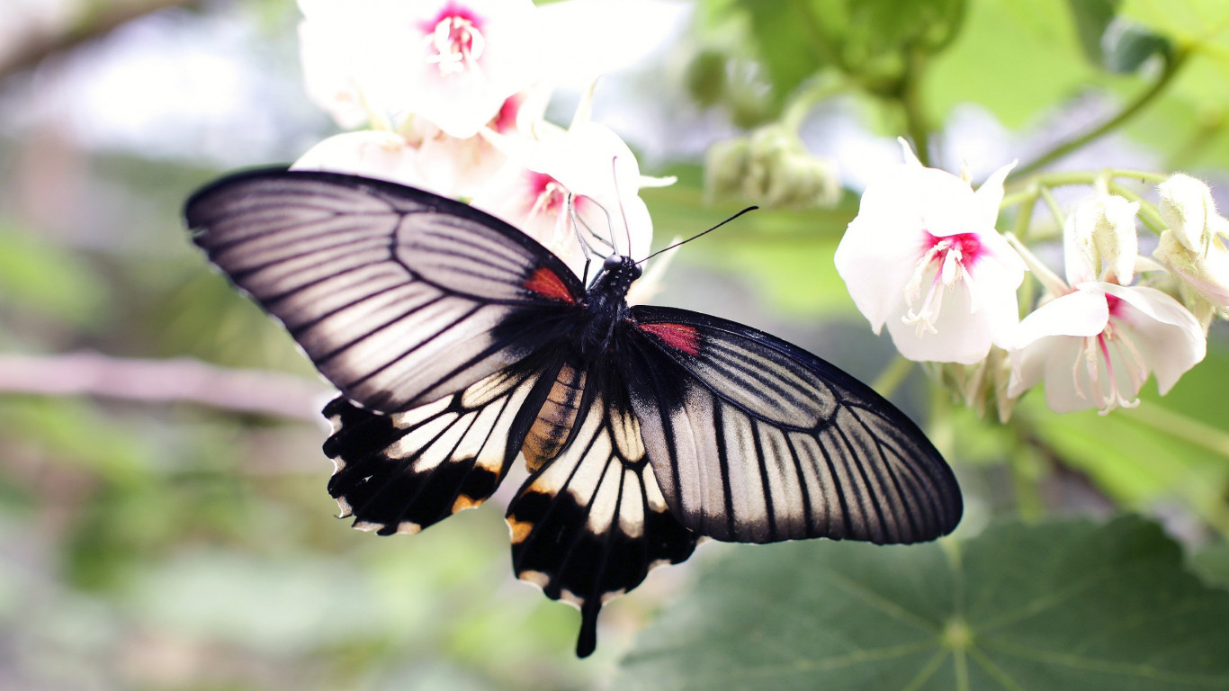 Butterfly on a white flowers wallpaper 1366x768