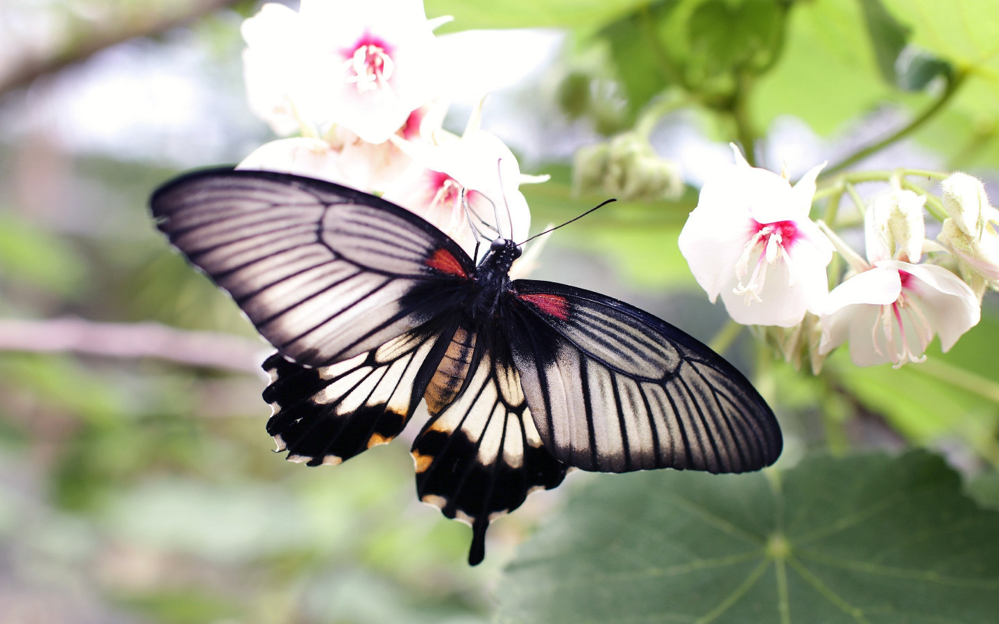 Butterfly on a white flowers wallpaper 1440x900