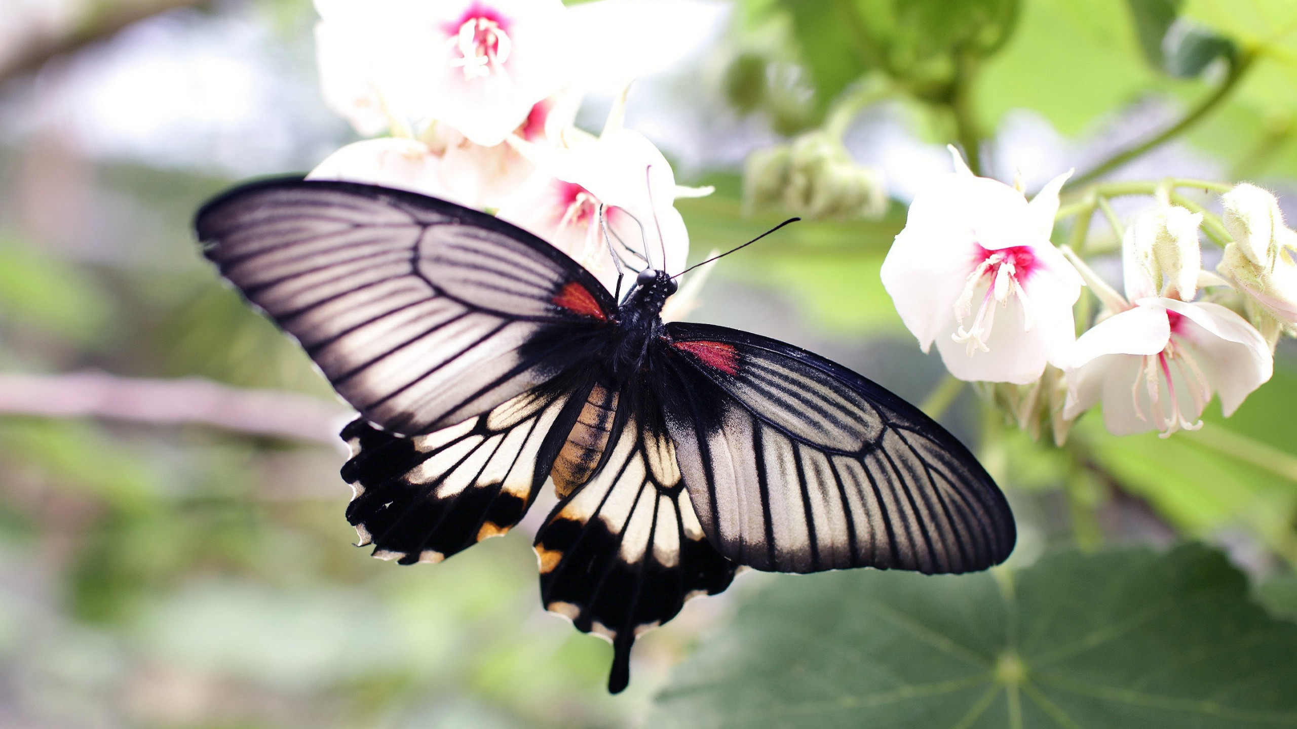 Butterfly on a white flowers wallpaper 2560x1440