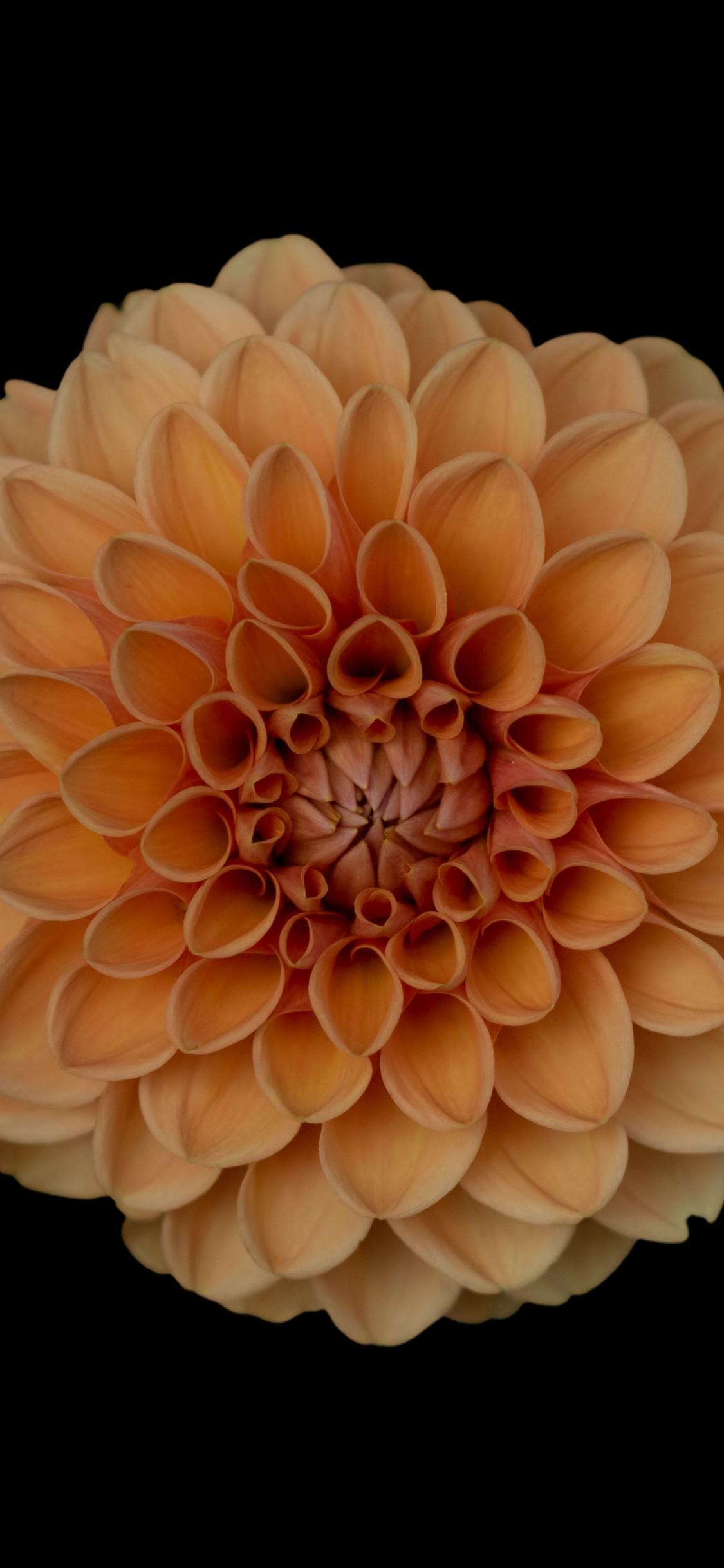 Orange flower wallpaper 1125x2436