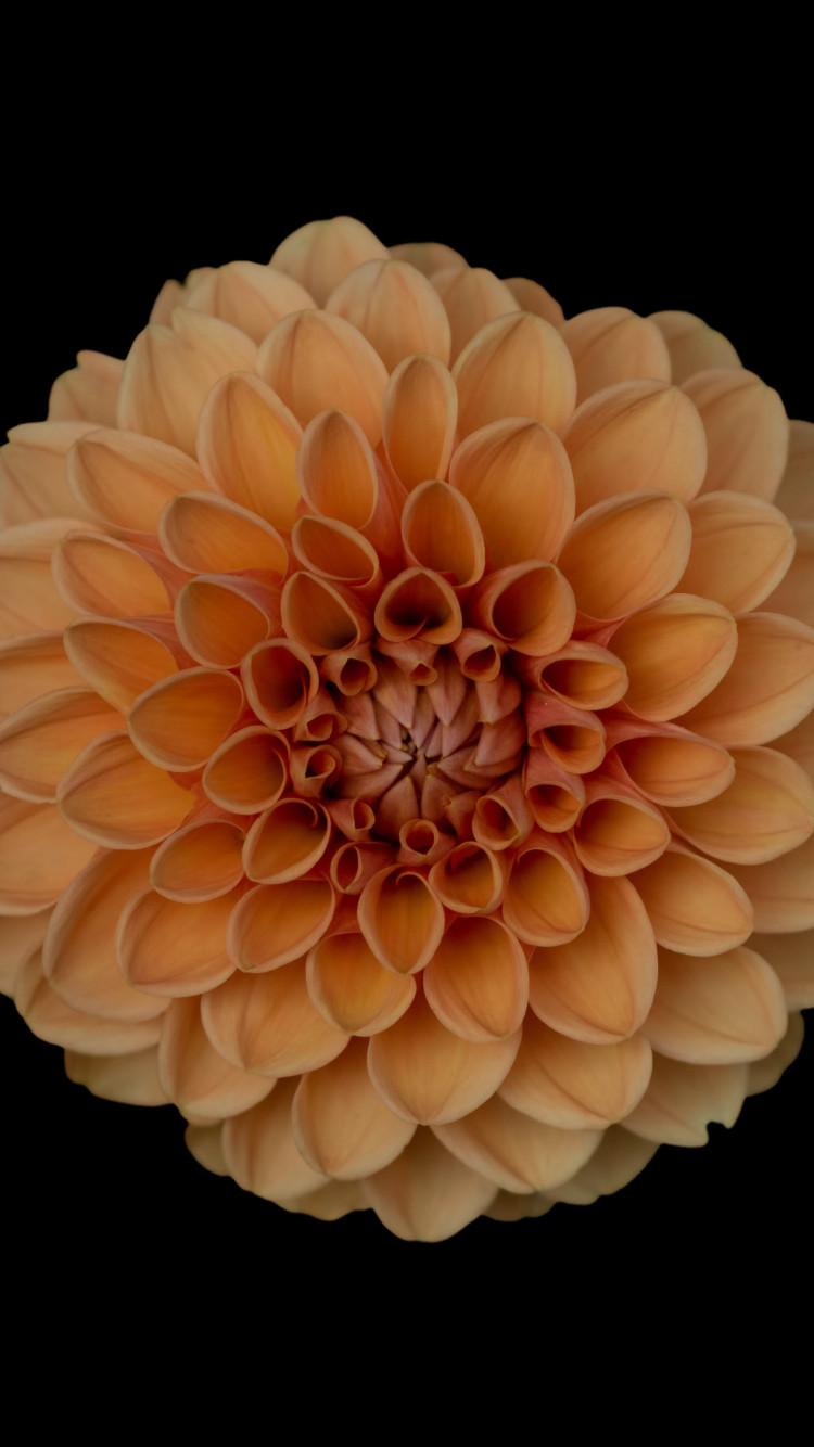 Orange flower wallpaper 750x1334