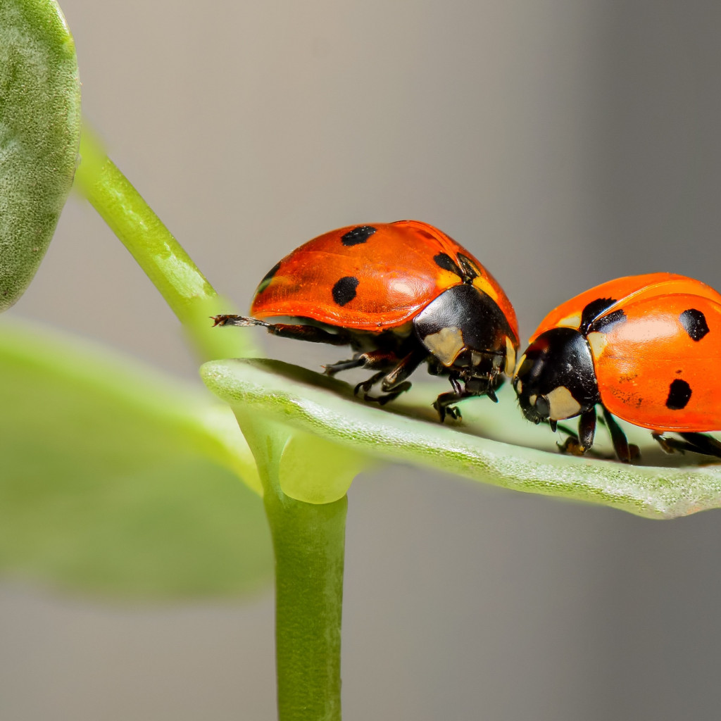 Ladybird, the insect wallpaper 1024x1024