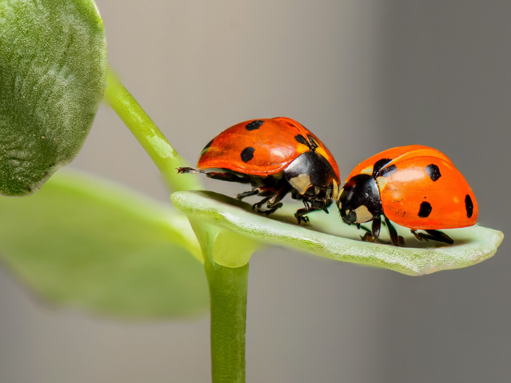 Ladybird, the insect wallpaper 1024x768