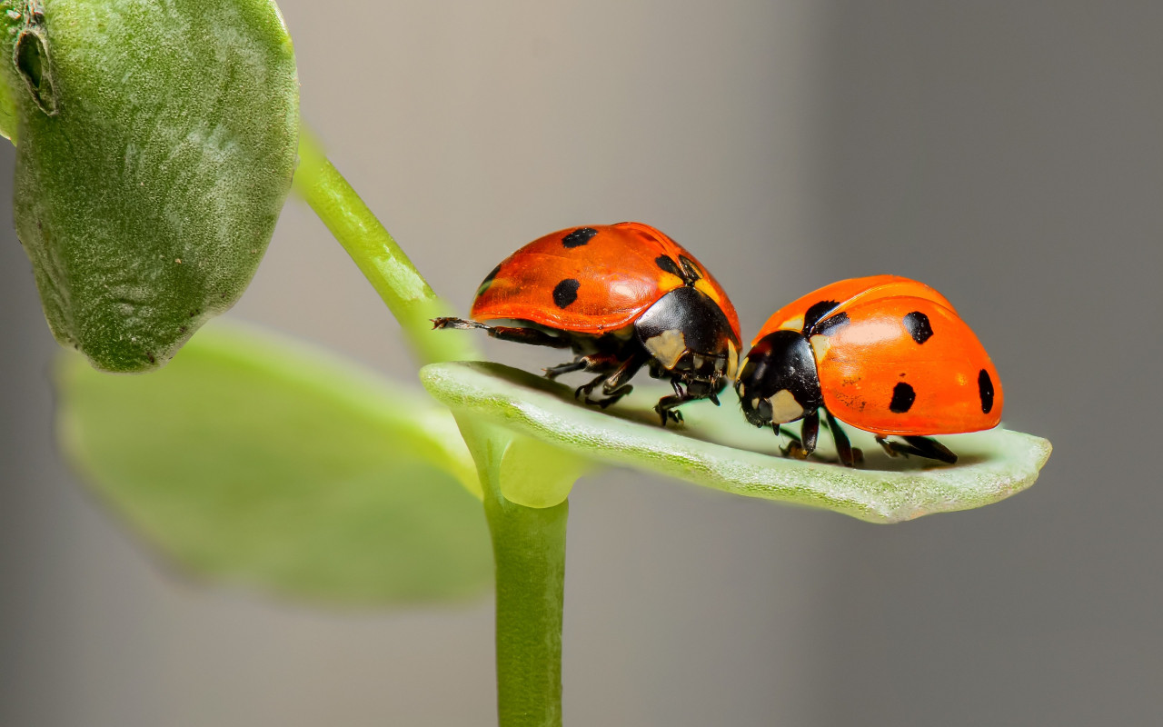 Ladybird, the insect wallpaper 1280x800