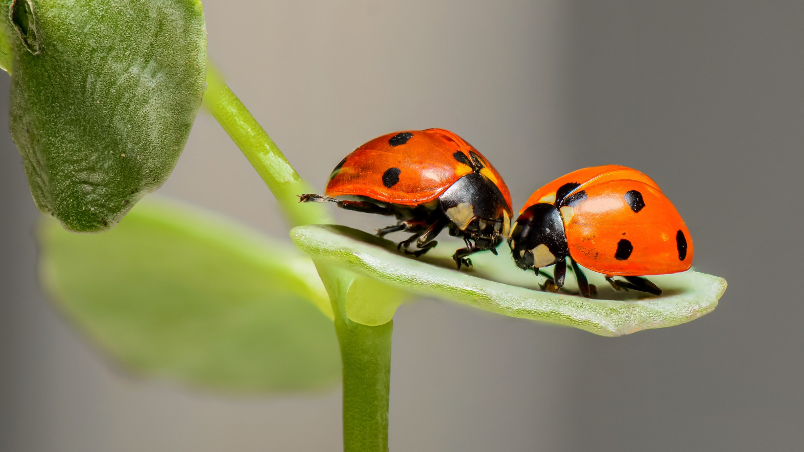 Ladybird, the insect wallpaper 1600x900