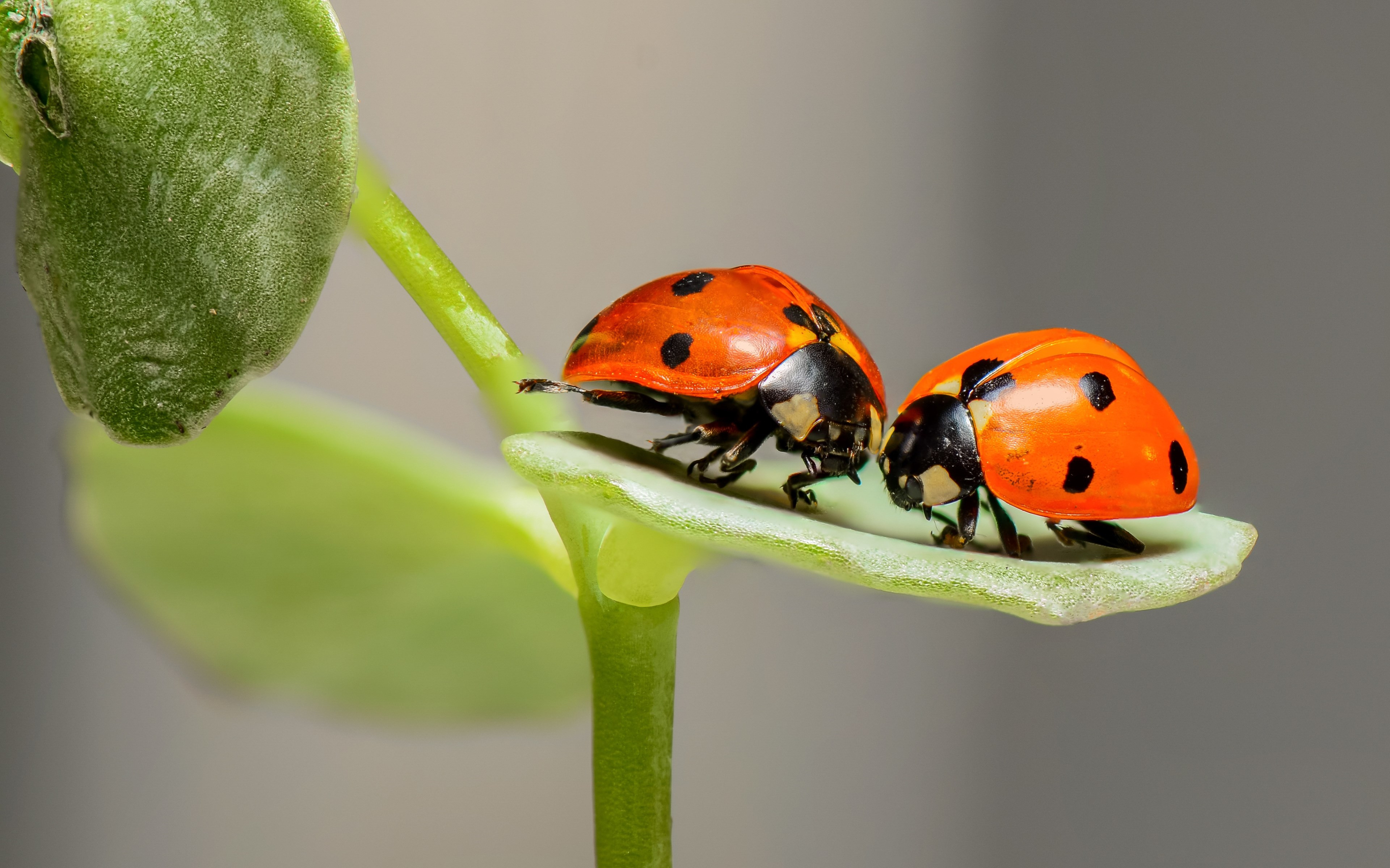 Ladybird, the insect wallpaper 3840x2400