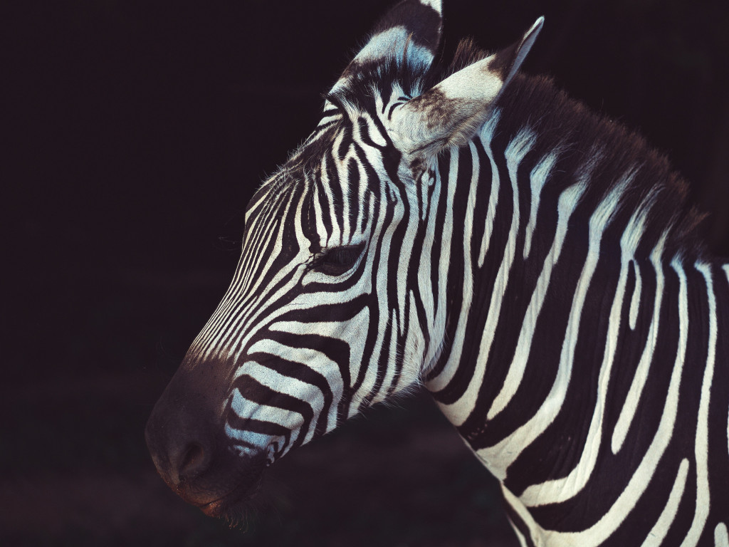 Zebra portrait from Greeneville Zoo, USA wallpaper 1024x768