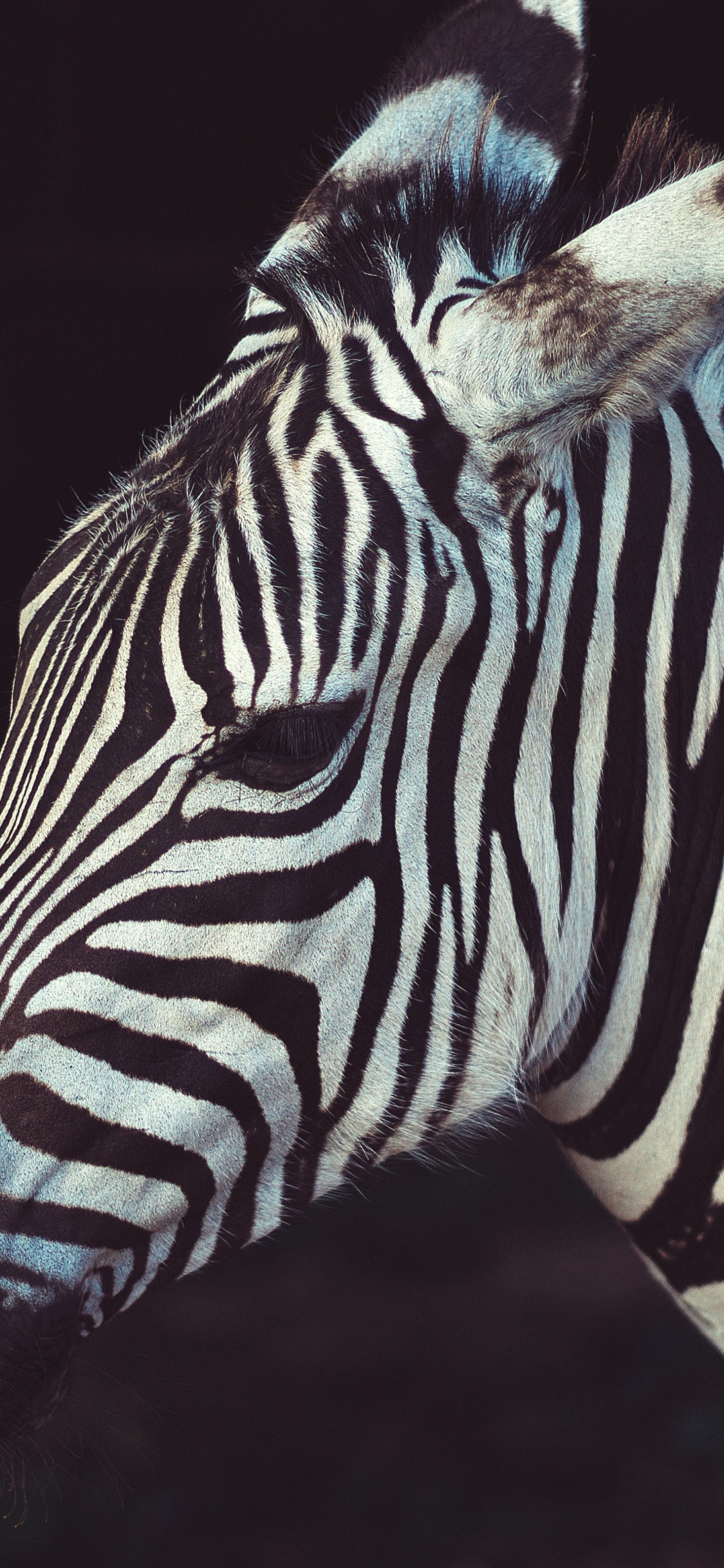 Zebra portrait from Greeneville Zoo, USA wallpaper 1125x2436