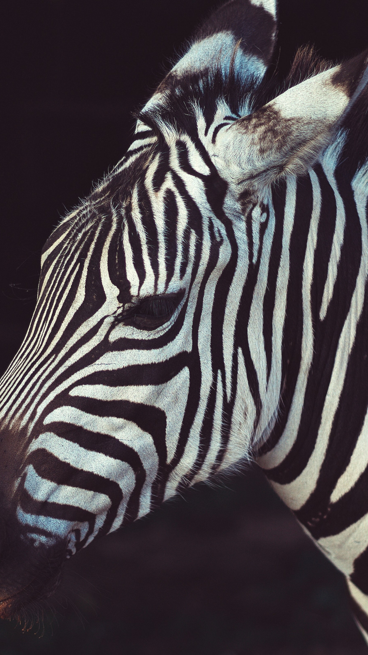 Zebra portrait from Greeneville Zoo, USA wallpaper 1242x2208