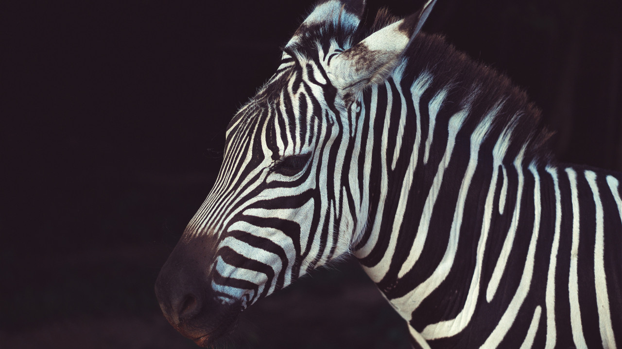 Zebra portrait from Greeneville Zoo, USA wallpaper 1280x720