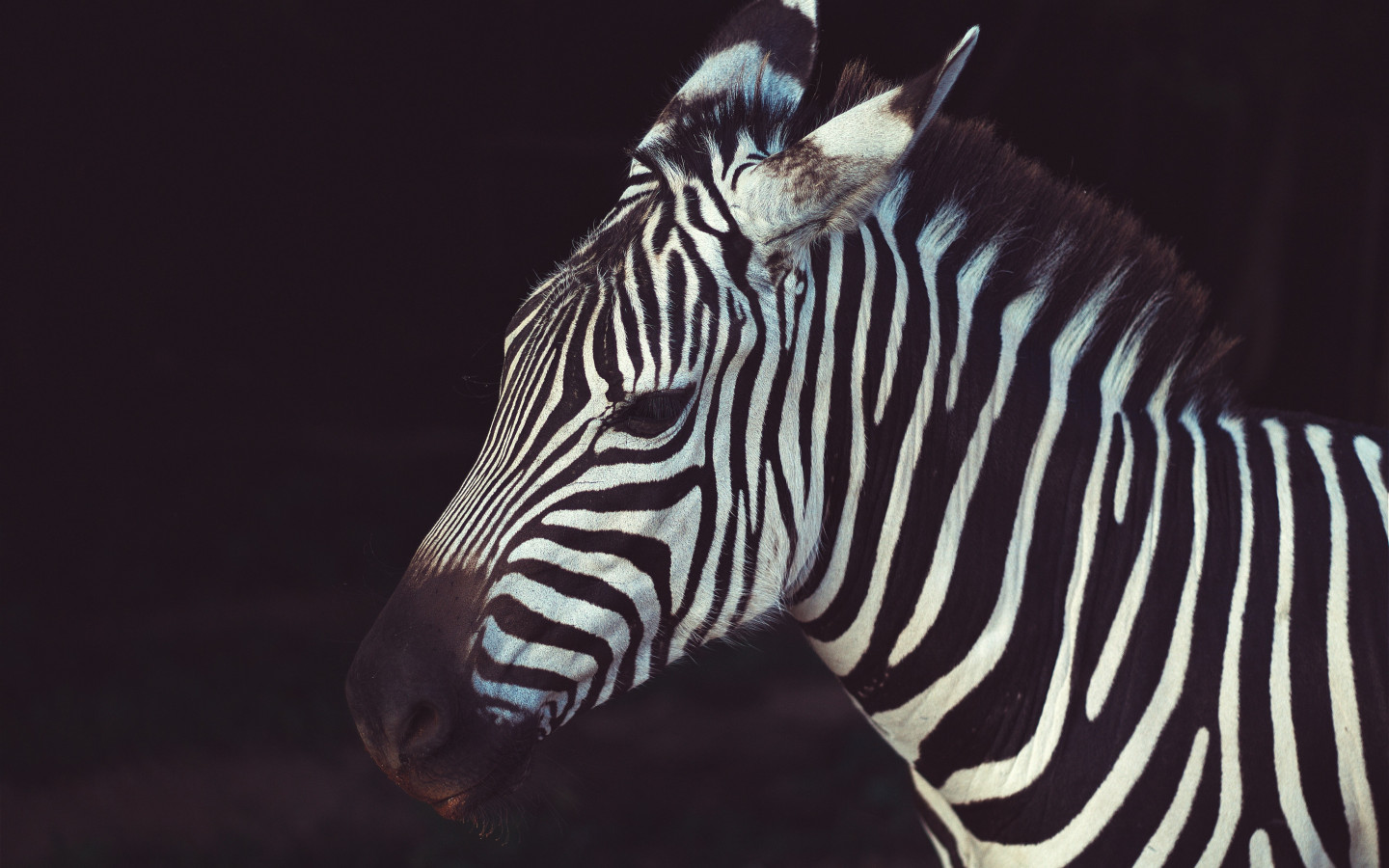 Zebra portrait from Greeneville Zoo, USA wallpaper 1440x900